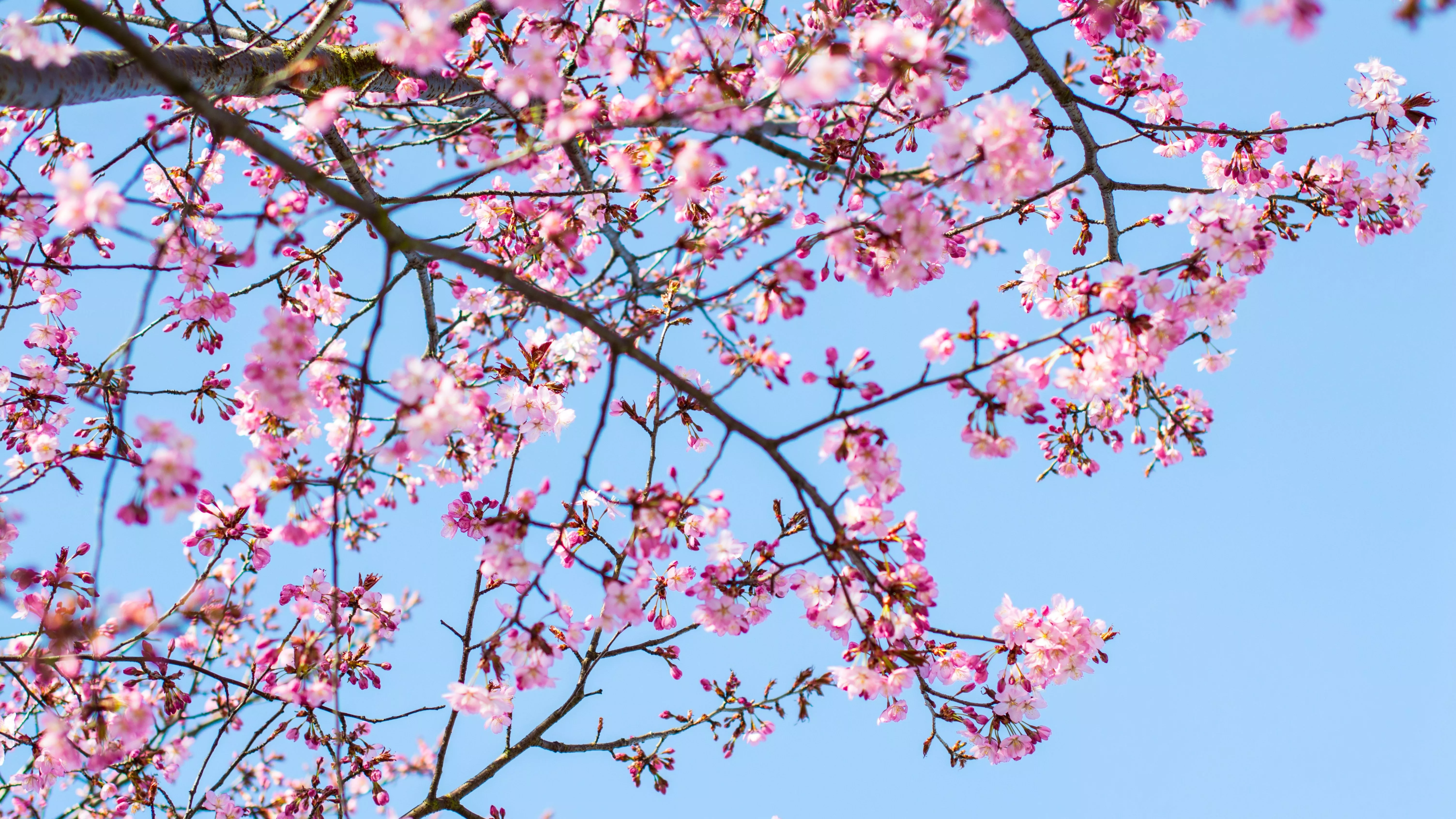 Cherry blossom Wallpaper 4K, Spring
