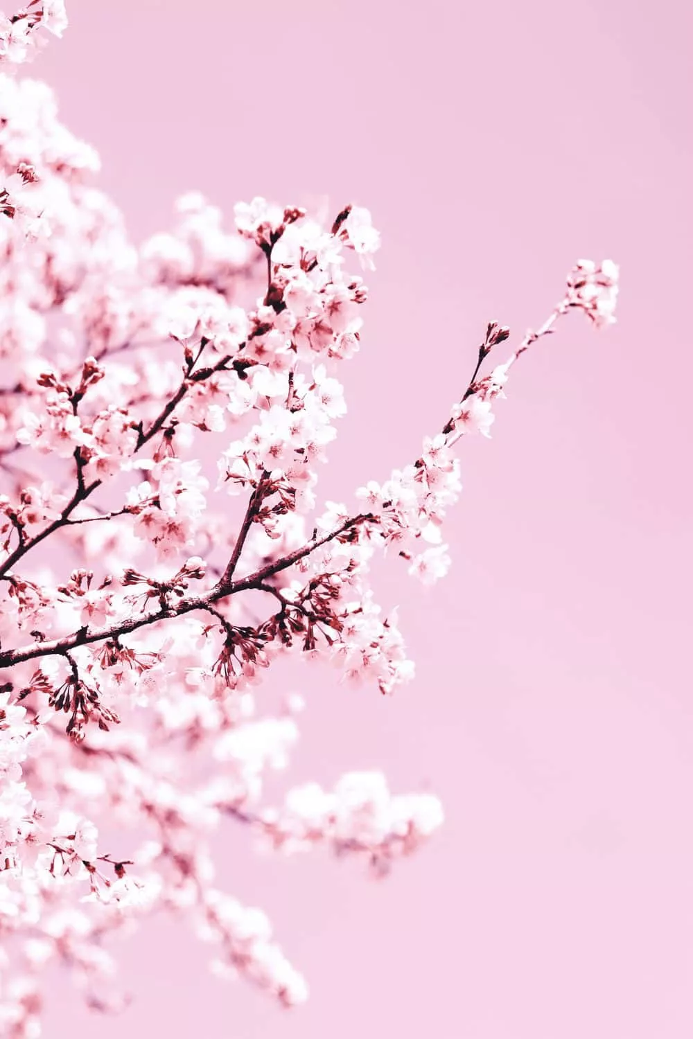 a breathtakingly beautiful Pink Cherry