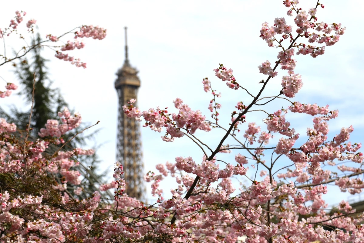 See Cherry Blossoms In Paris in 2024