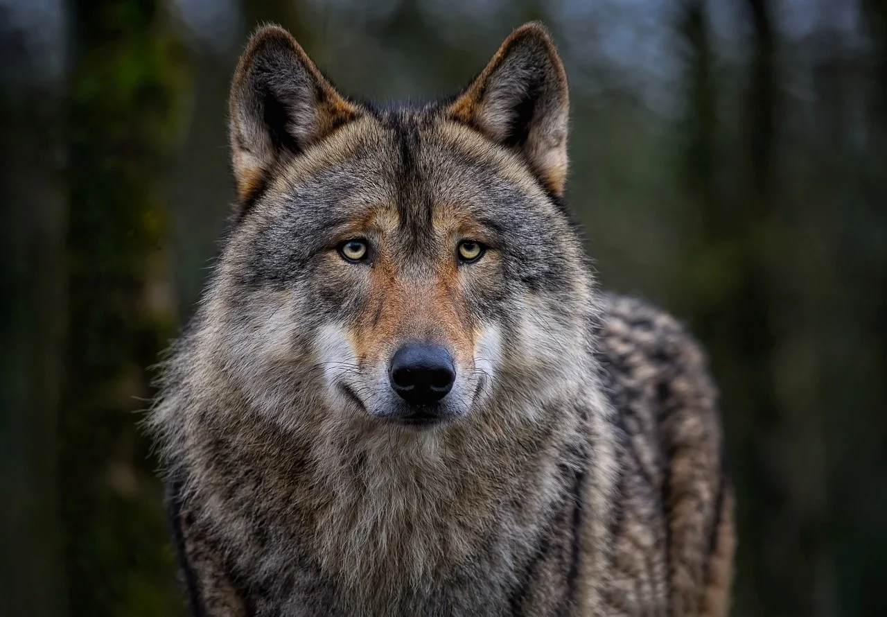 6,Free Wolf Picture & Image HD