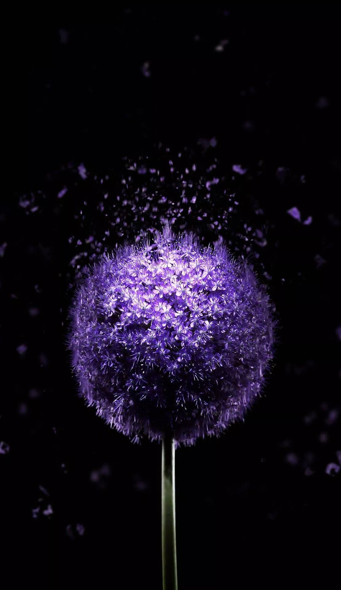 Download Purple Flowers iPhone X Amoled