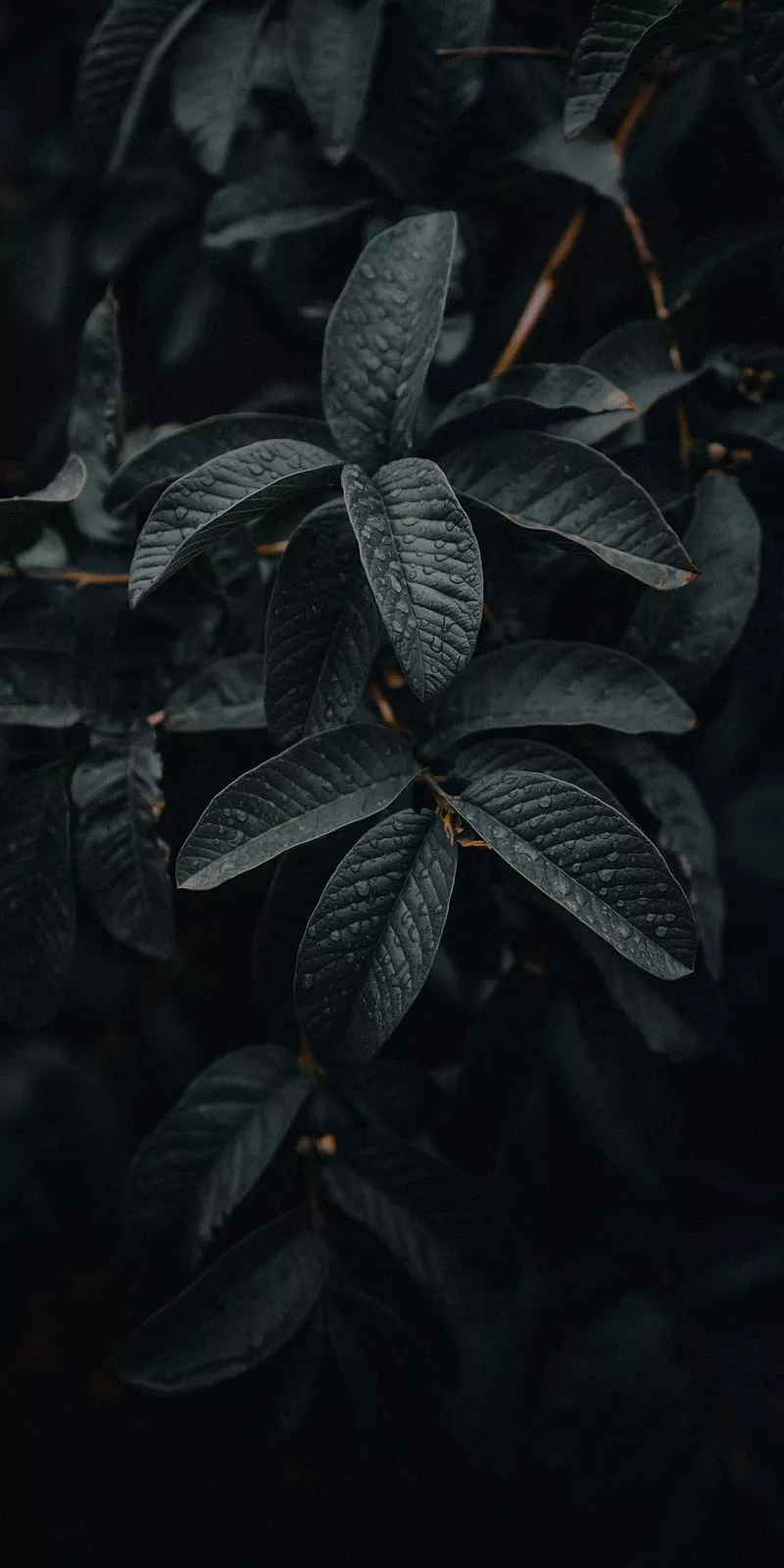 Leaves, plants, nature, dark, vertical