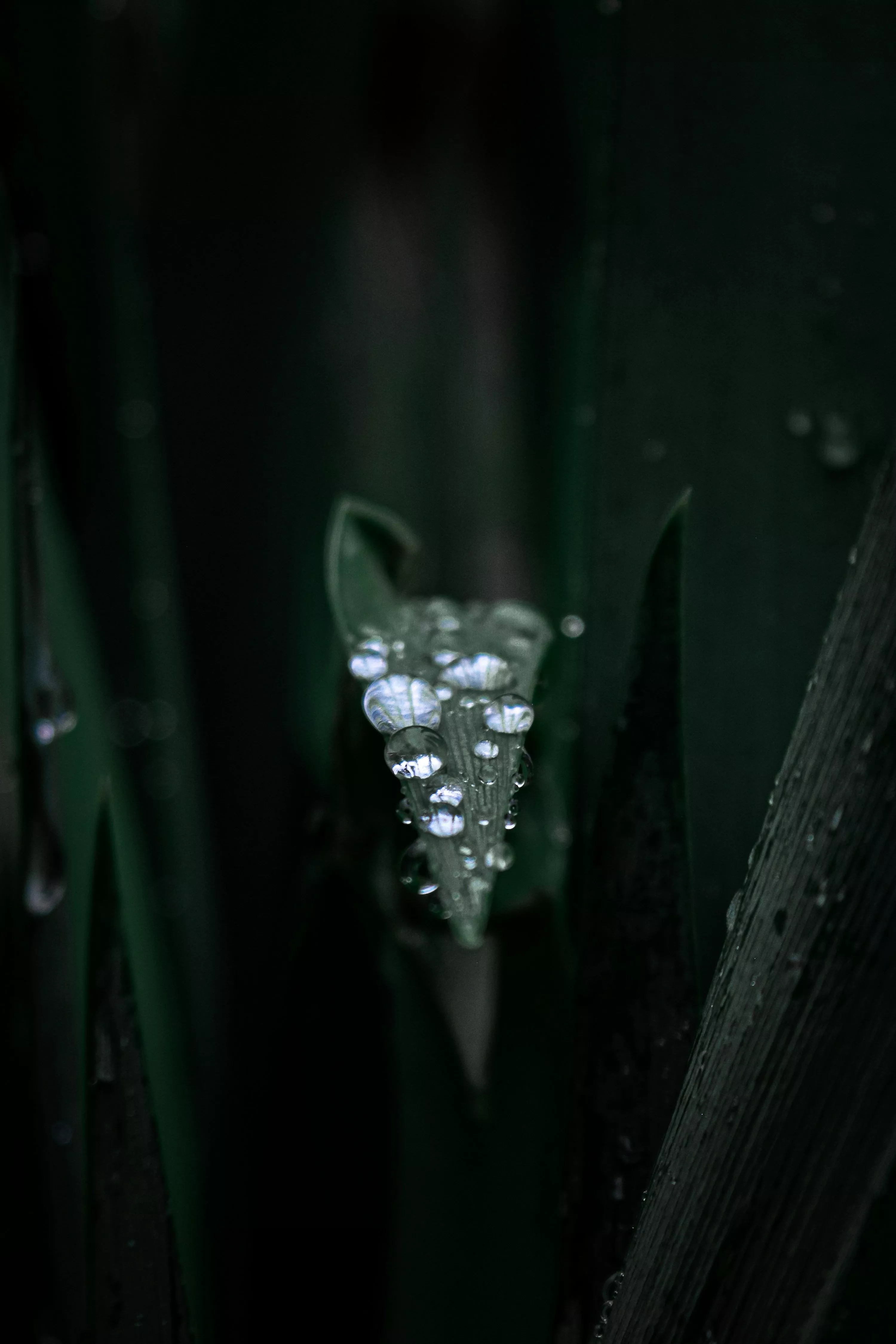 Vertical Wallpaper Picture