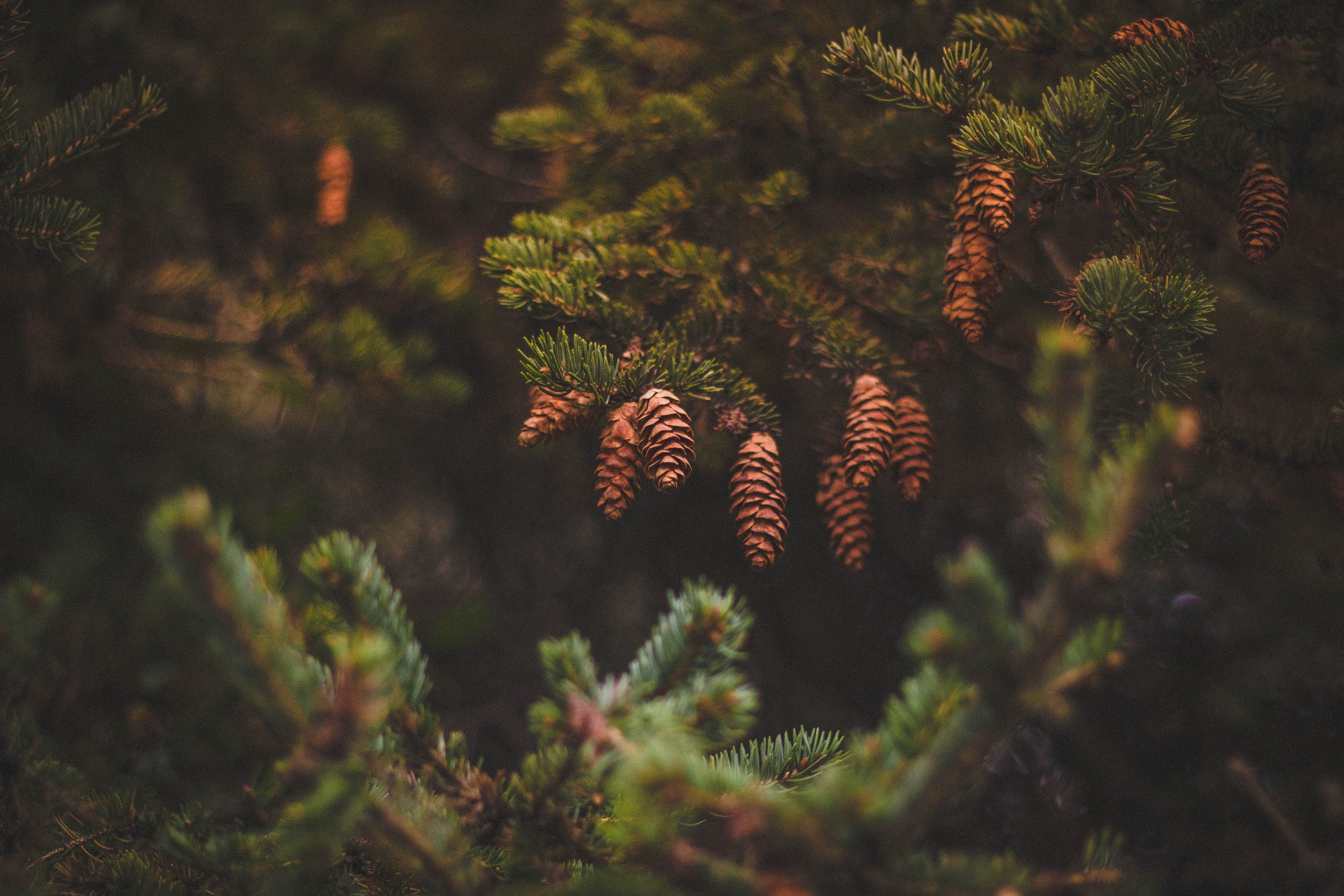 cones, pine, needles Wallpaper, HD