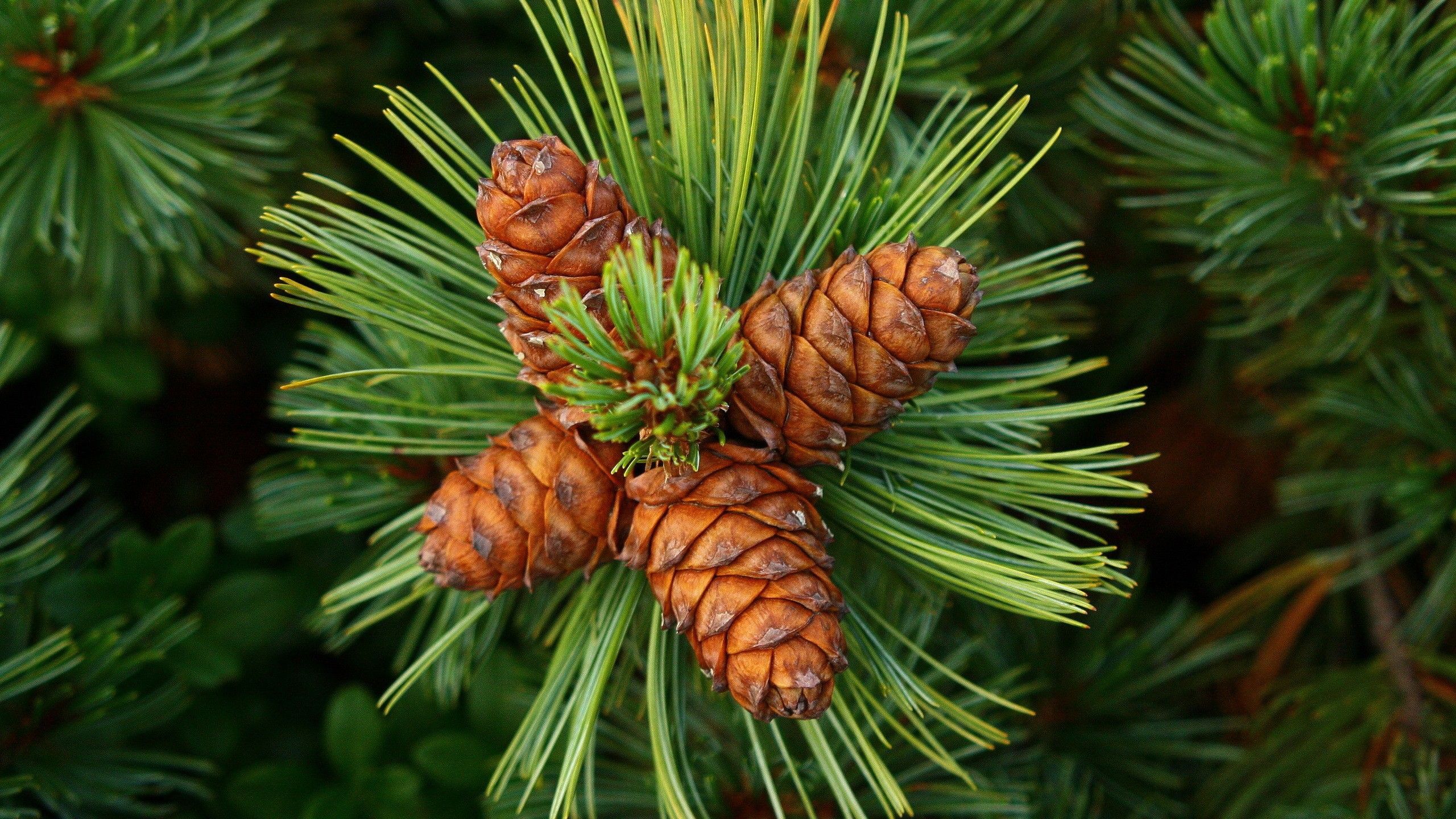 pine, cones, spines Wallpaper, HD