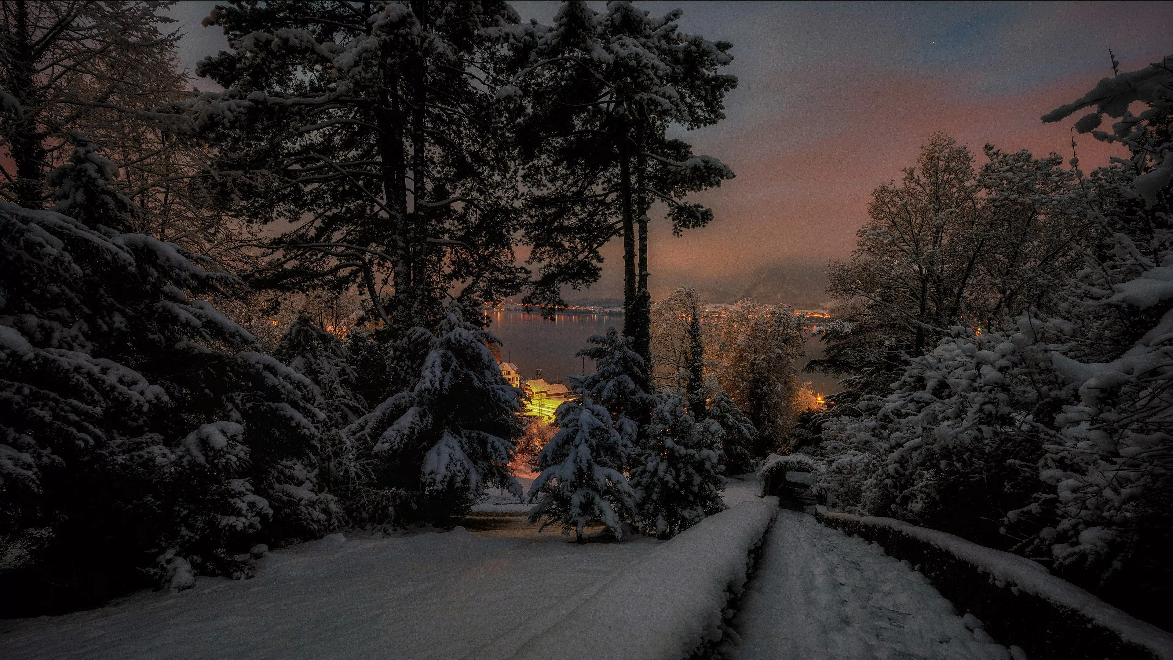 Forest Night Pine Trees Snow Lights