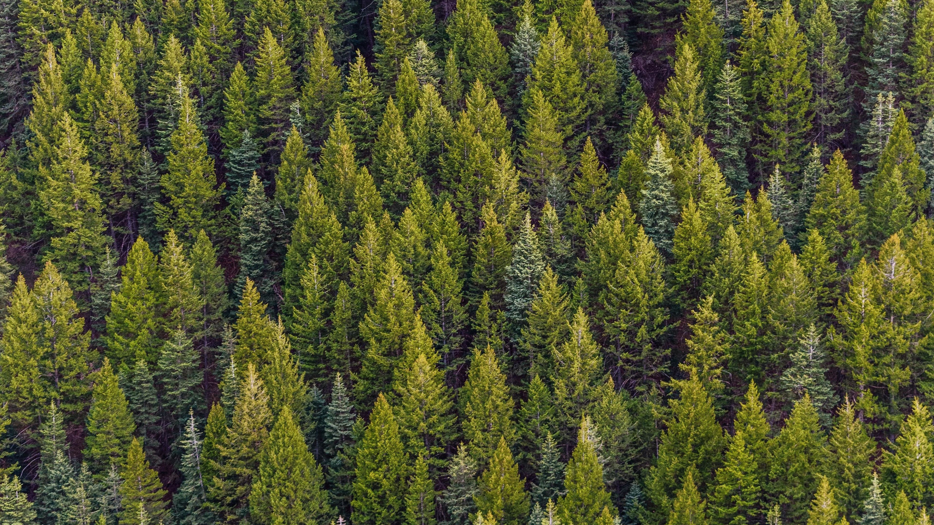 wallpaper 3840x2160 pine forest, trees