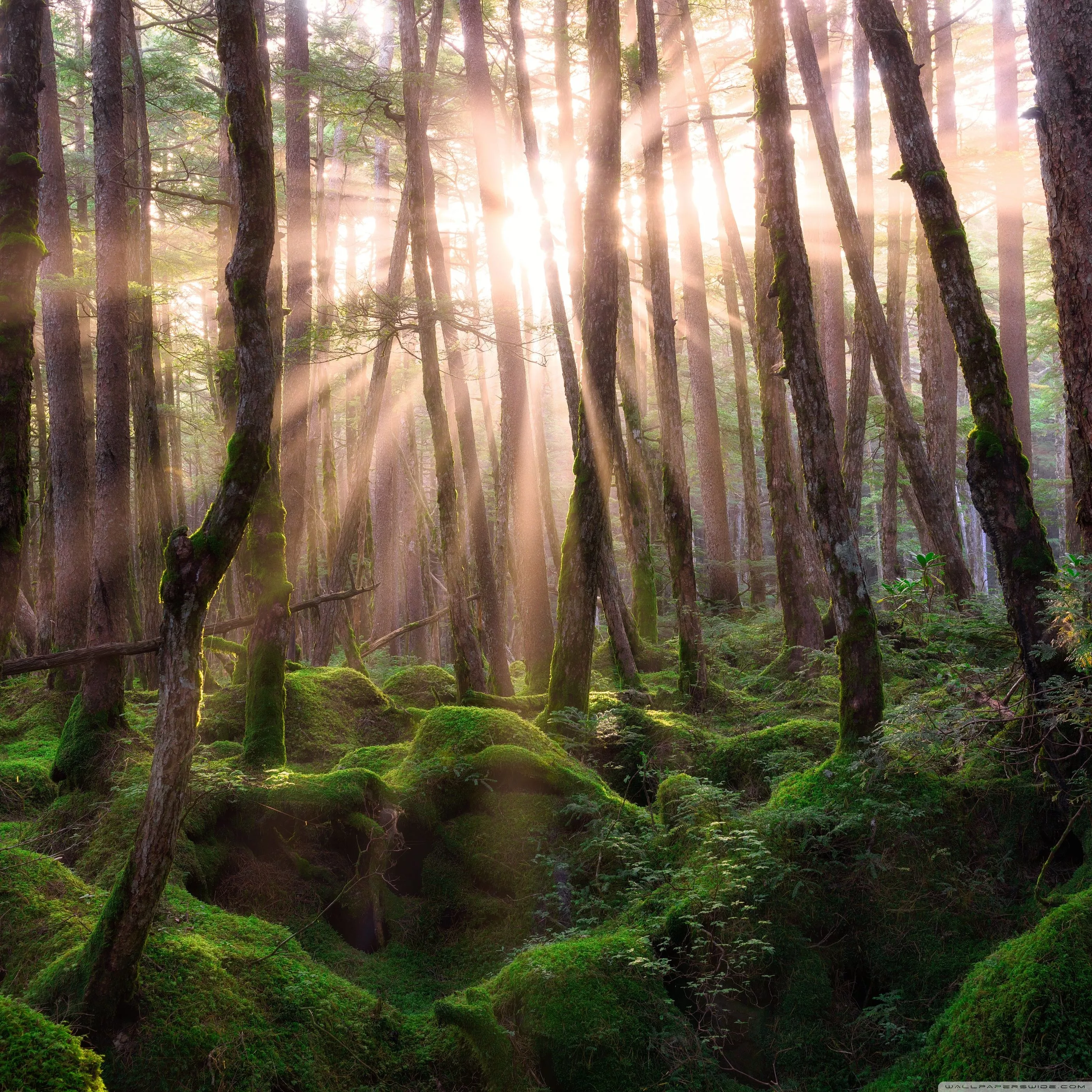 Pine Forest Sunrise Ultra HD Wallpaper