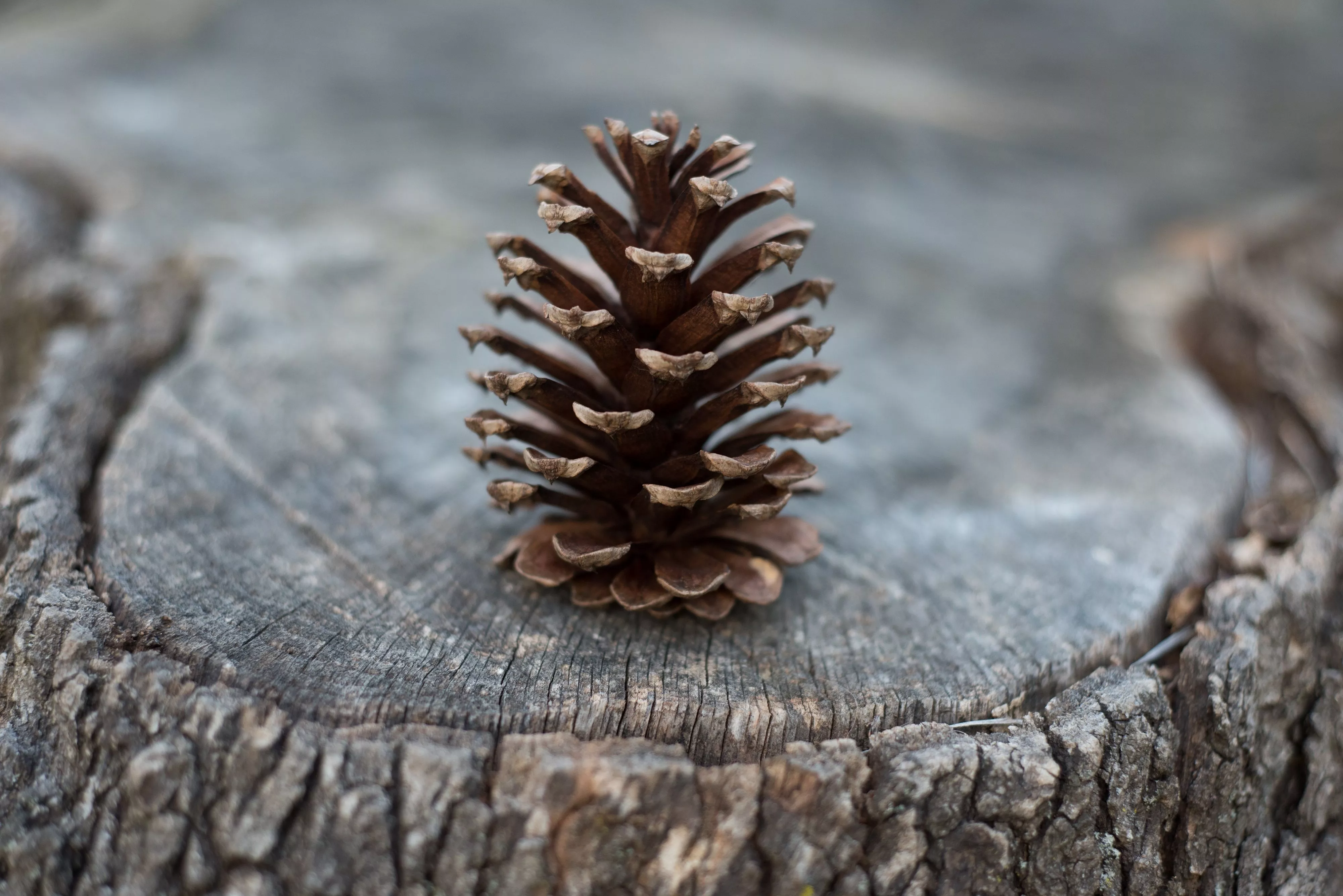 Download Stump Nature Pine Cone 4k