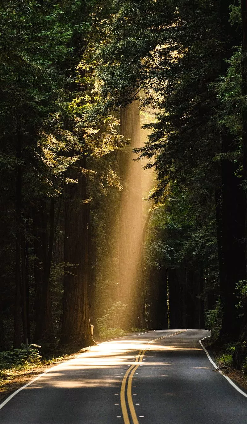 HD calm dark forest wallpaper