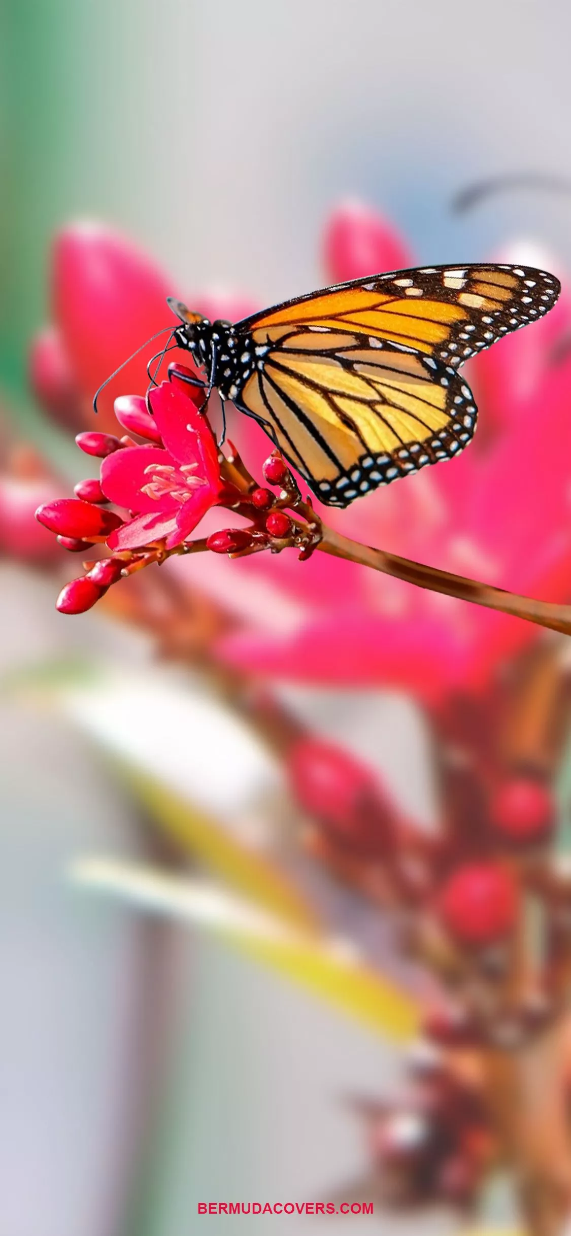 Bermuda Butterfly On Flower Facebook