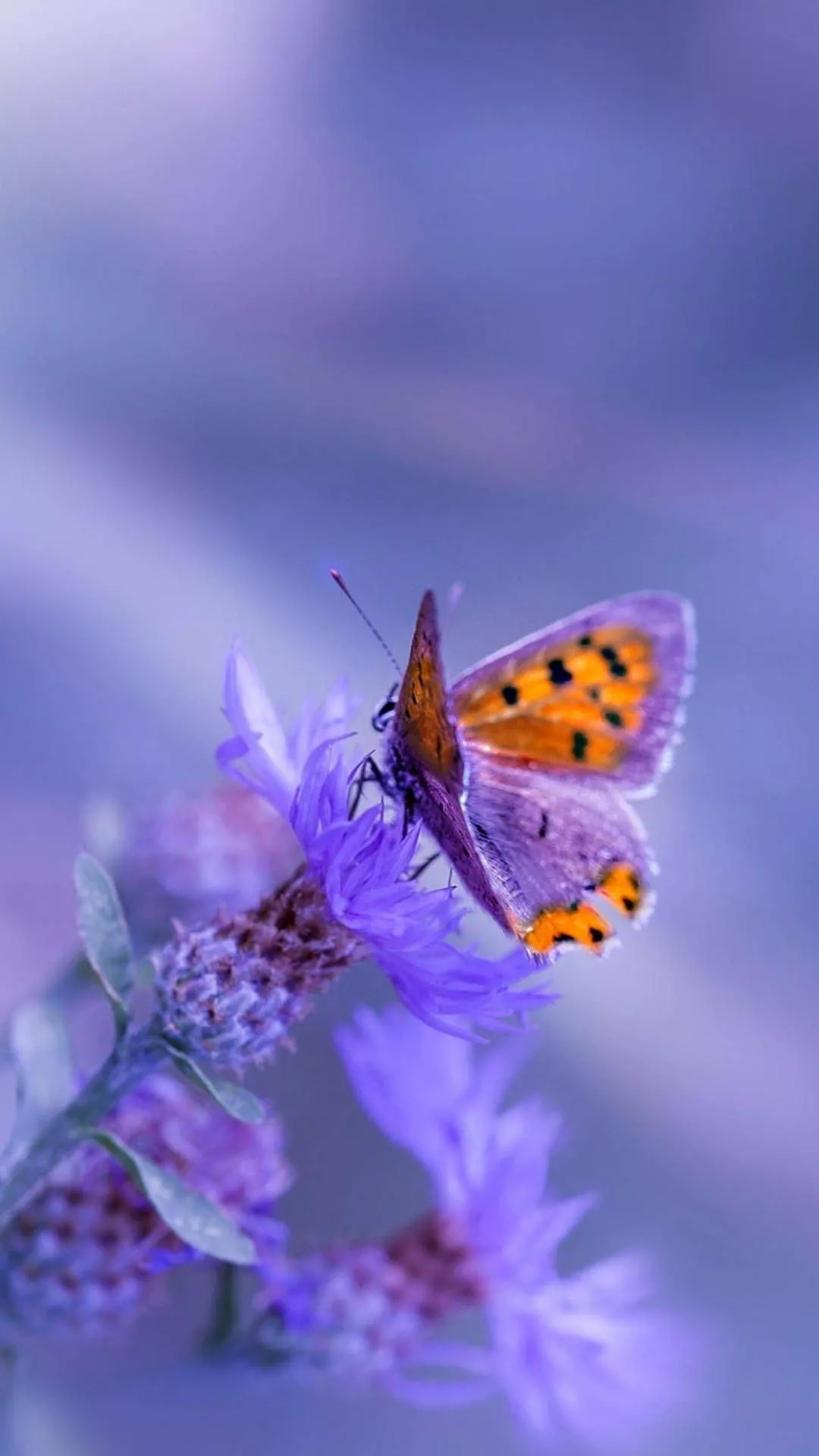 Download Polka Dot Purple Butterfly