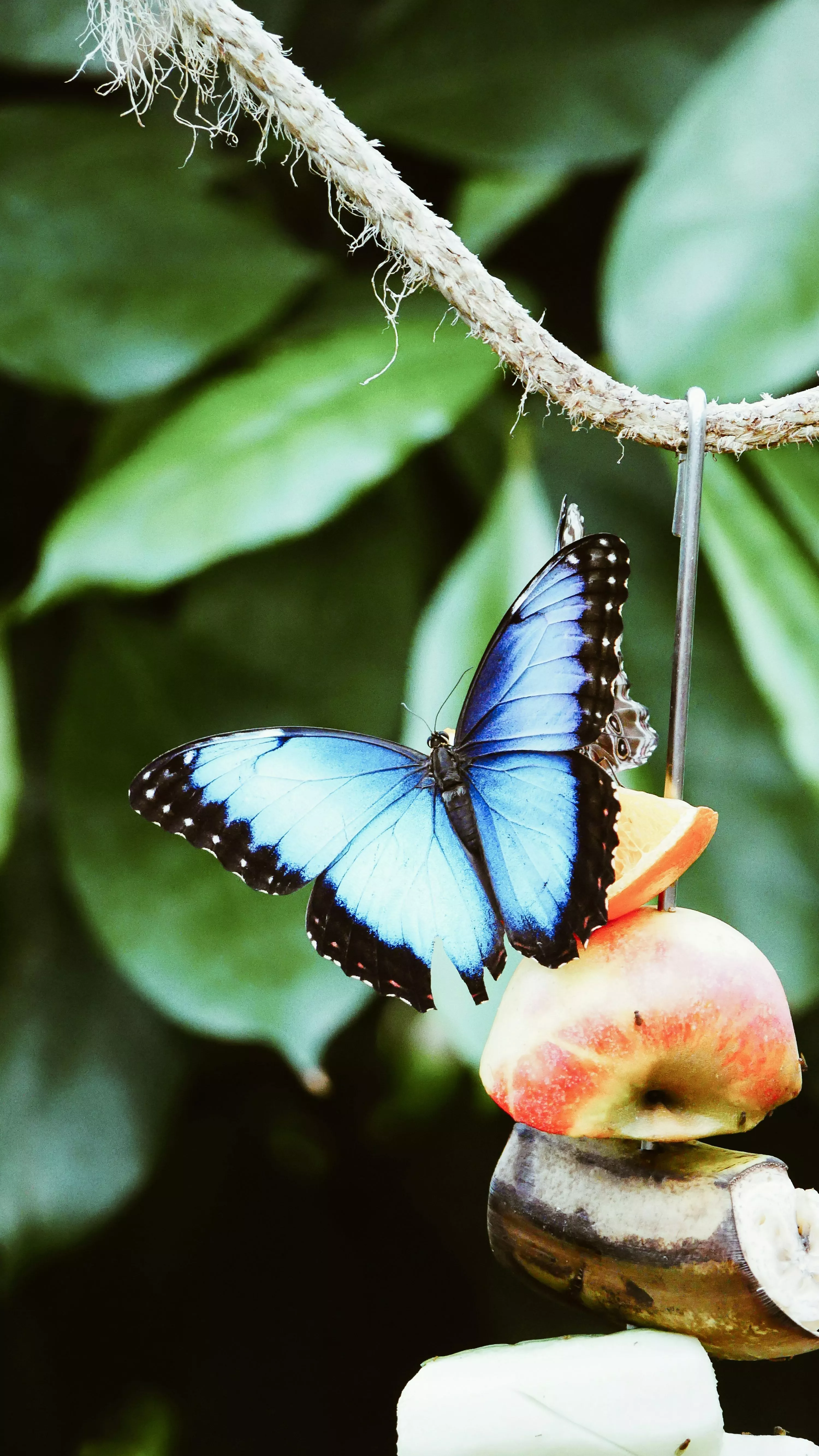 Butterfly Wallpaper: Free HD Download