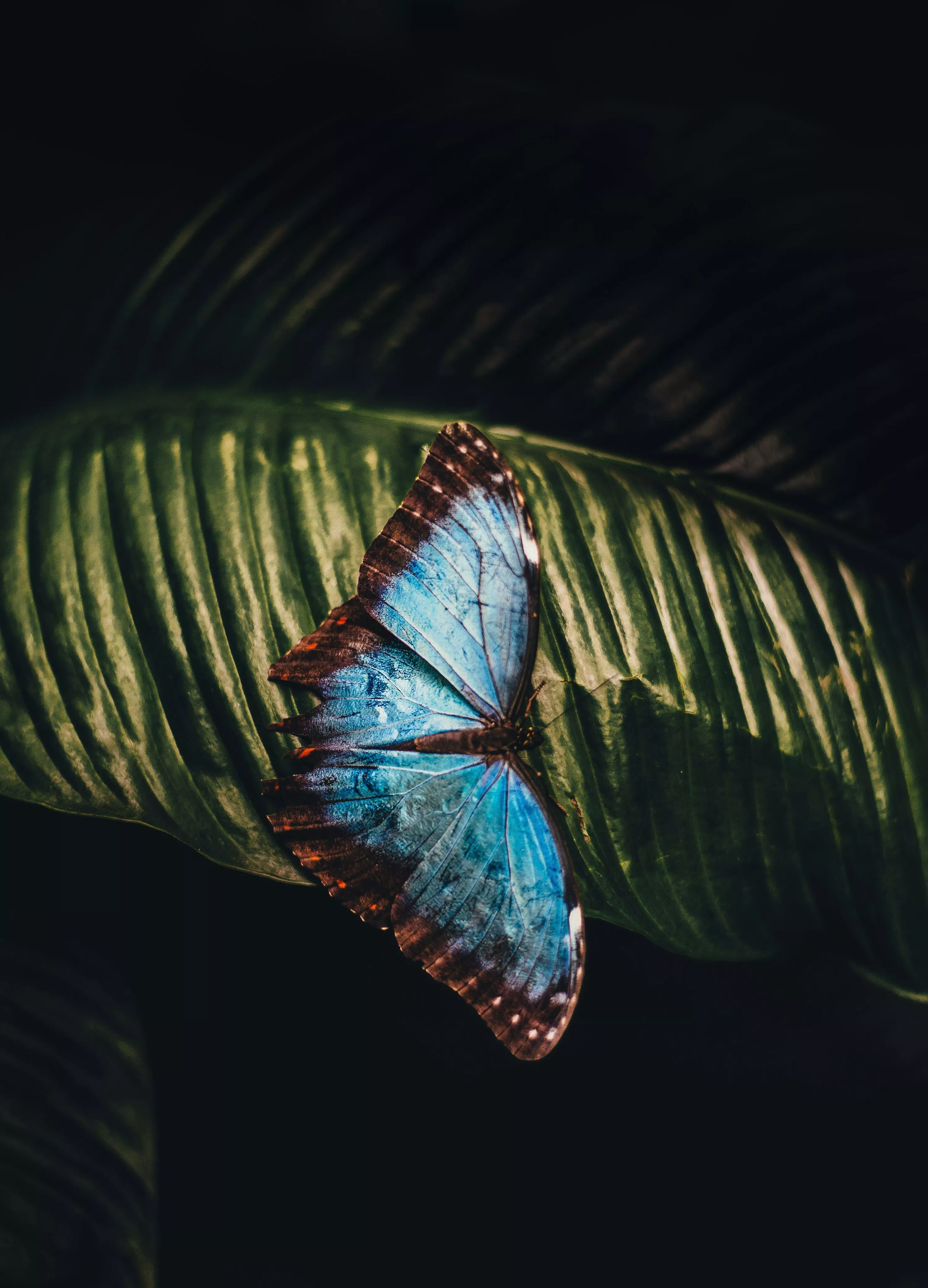 Butterfly Wallpaper: Free HD Download