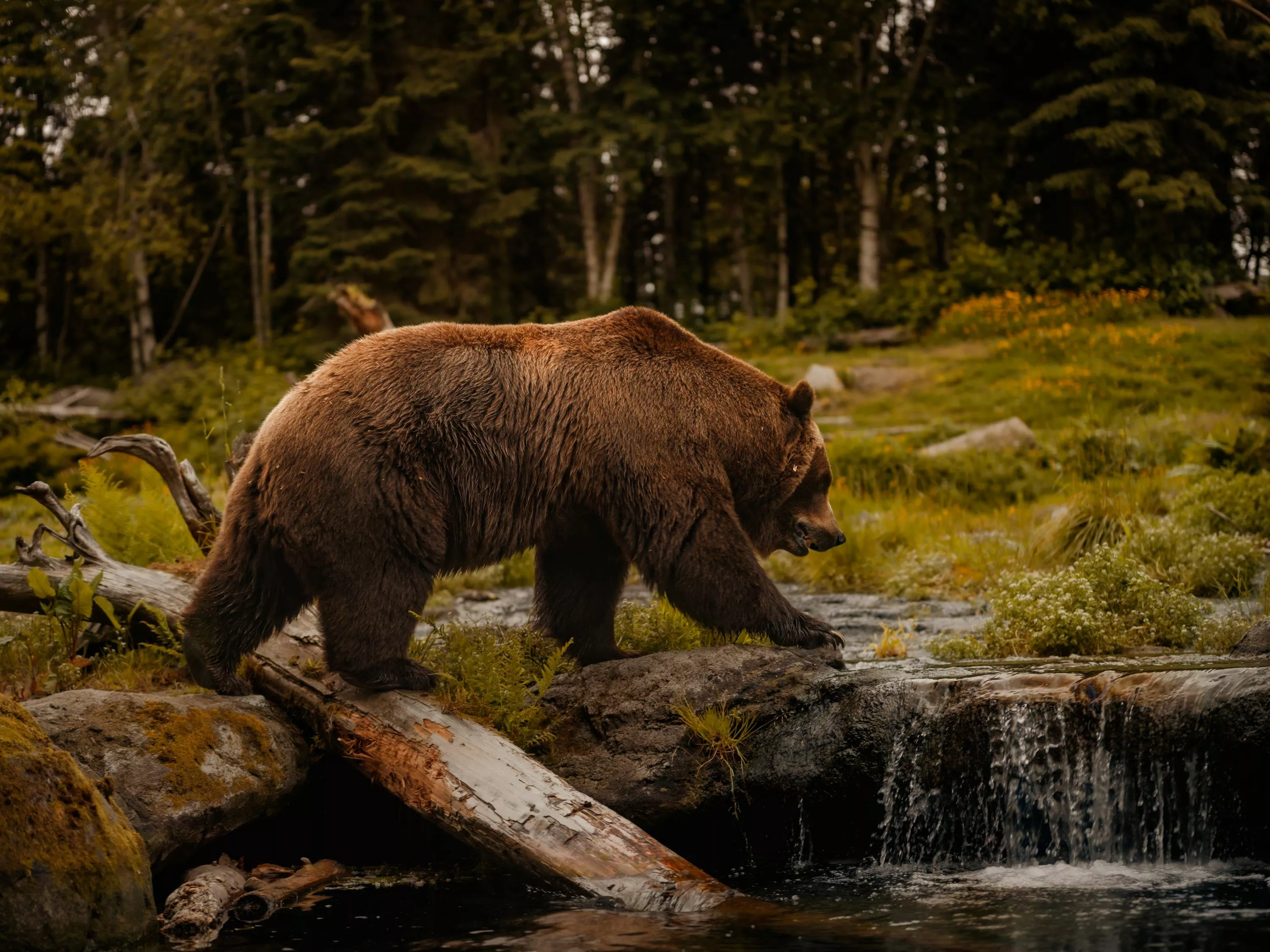 A brown bear walking across a river