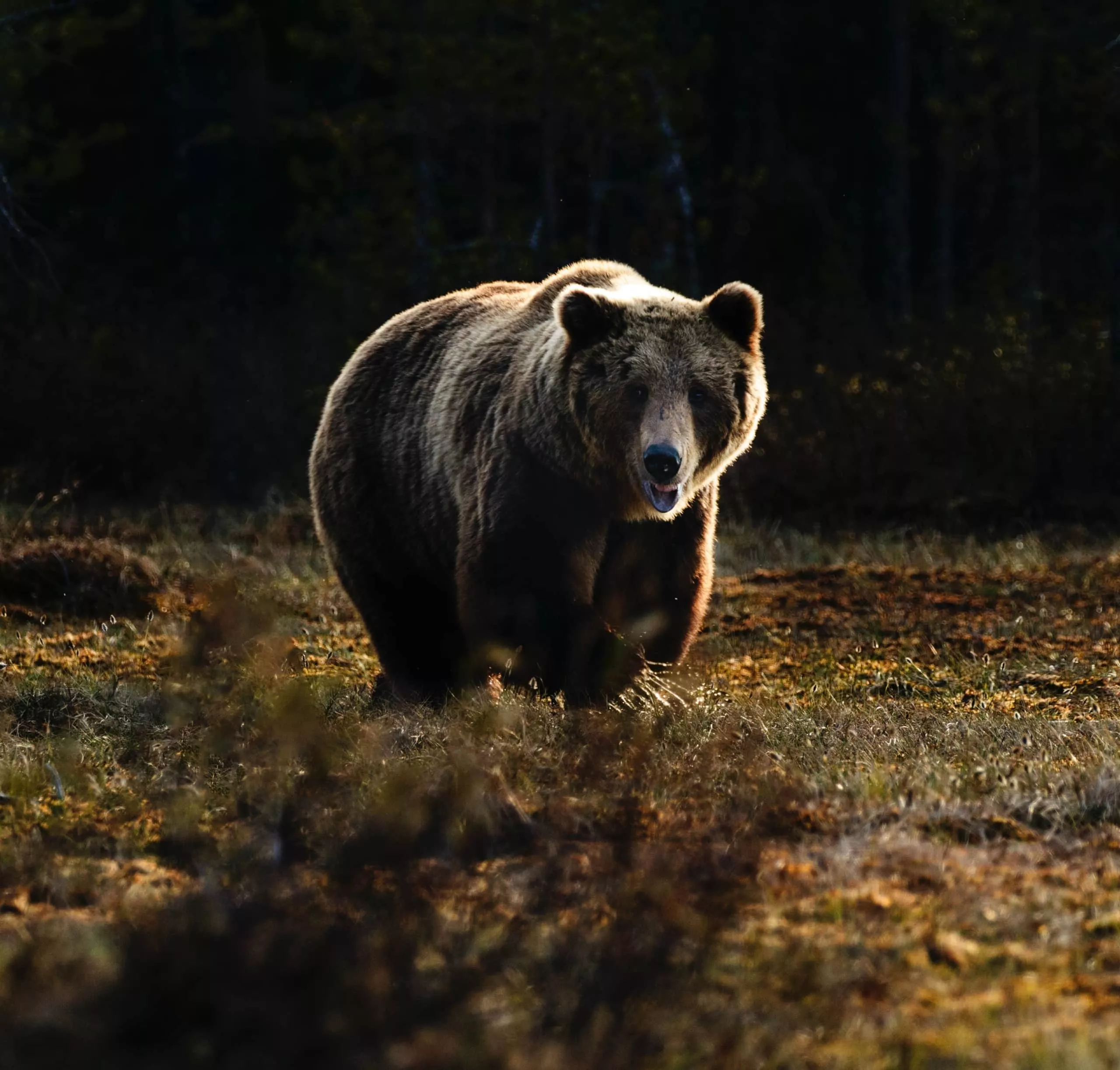 Restoring Grizzlies