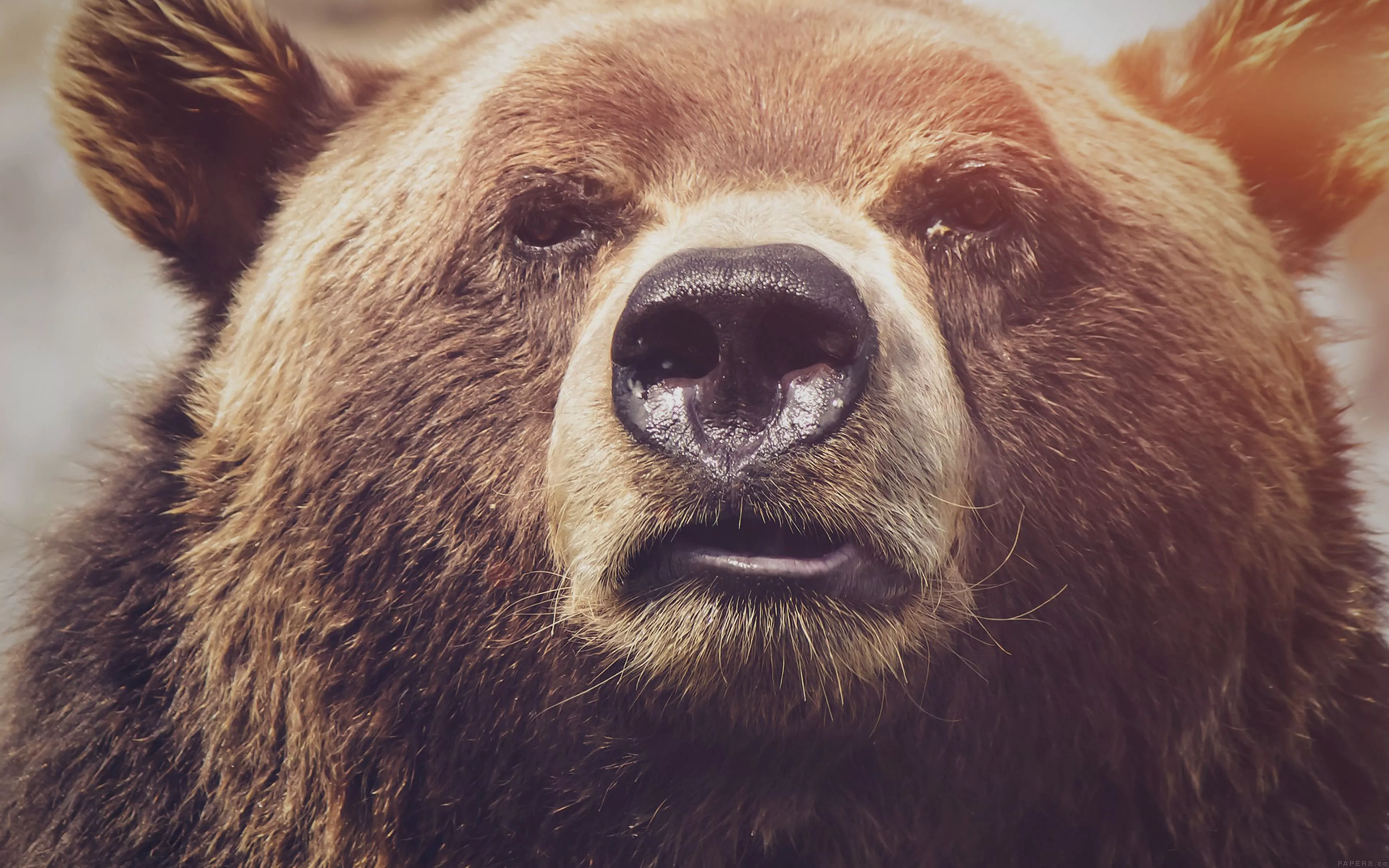 Bear Face What The Hell Nature