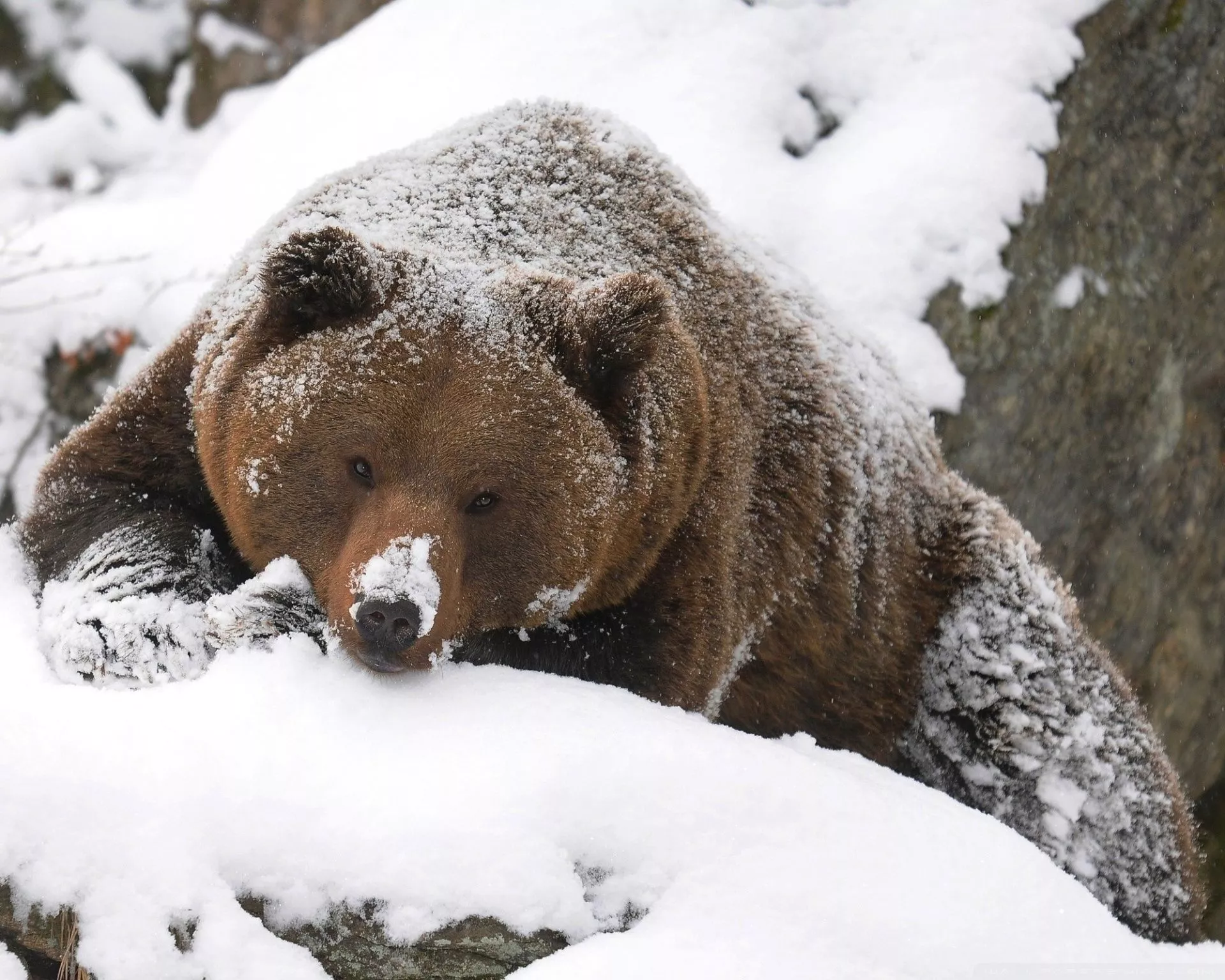 Grizzly Bear In The Snow Ultra HD