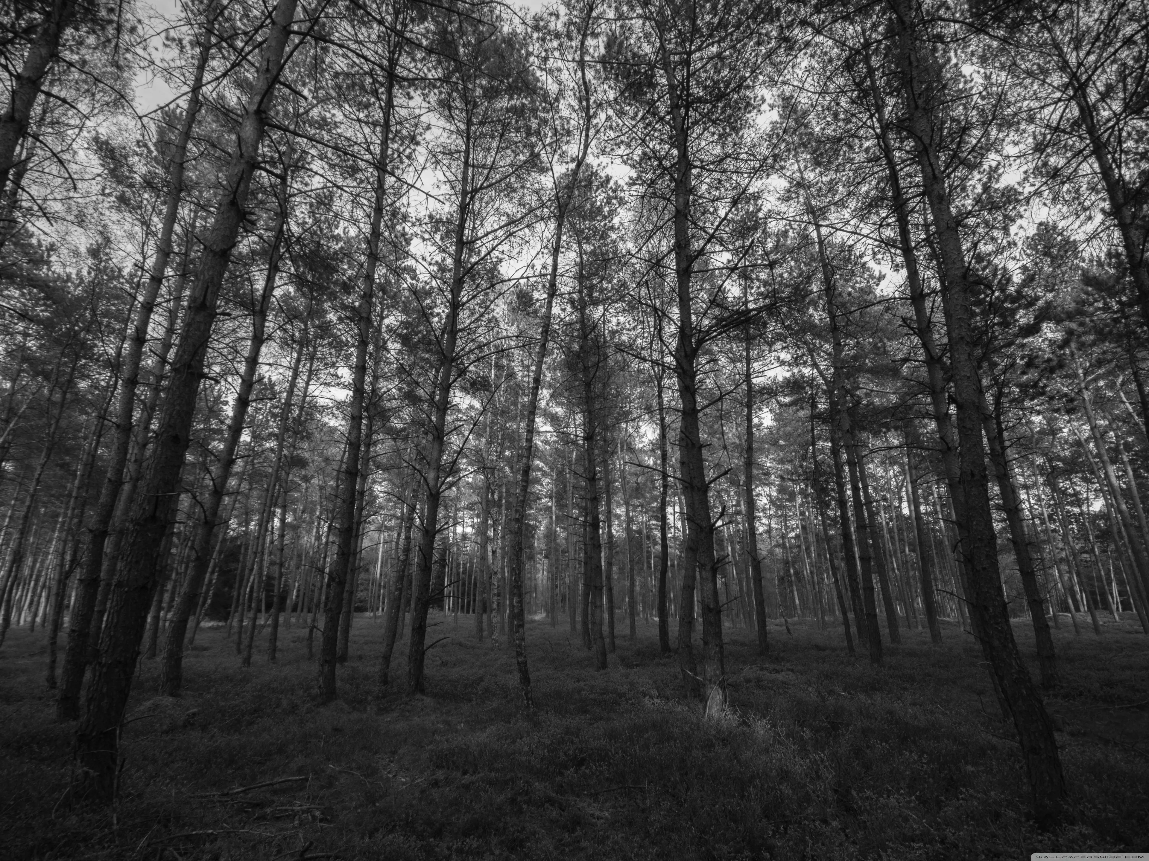 Ultra HD Wallpaper for 4K UHD TV