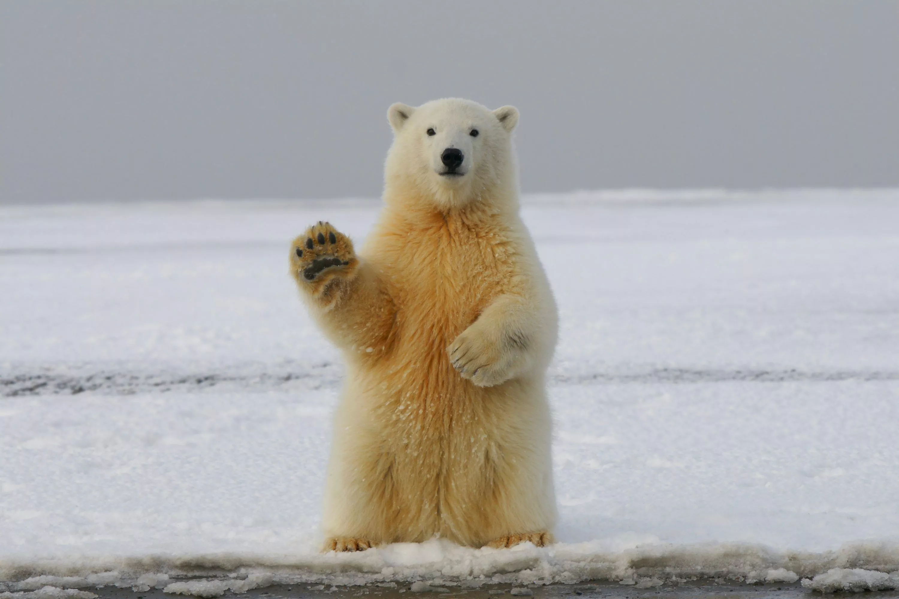 Polar Bear Picture. Download