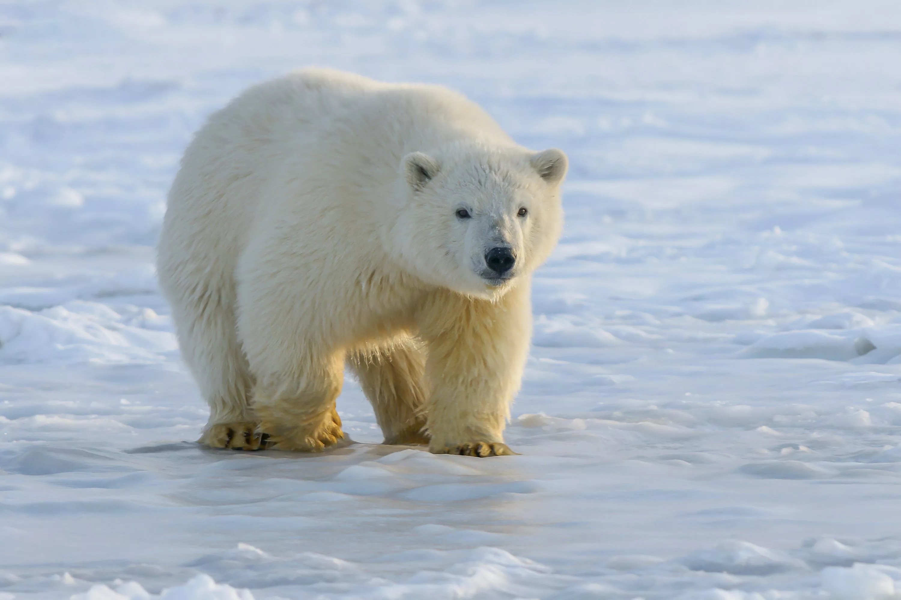 Polar Bear Picture. Download