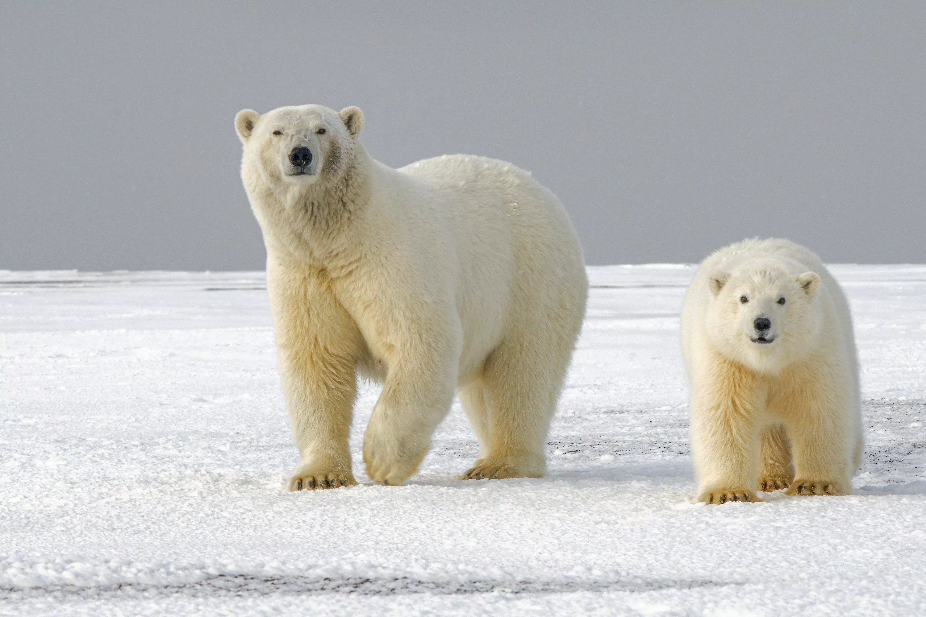 Polar Bear Picture. Download
