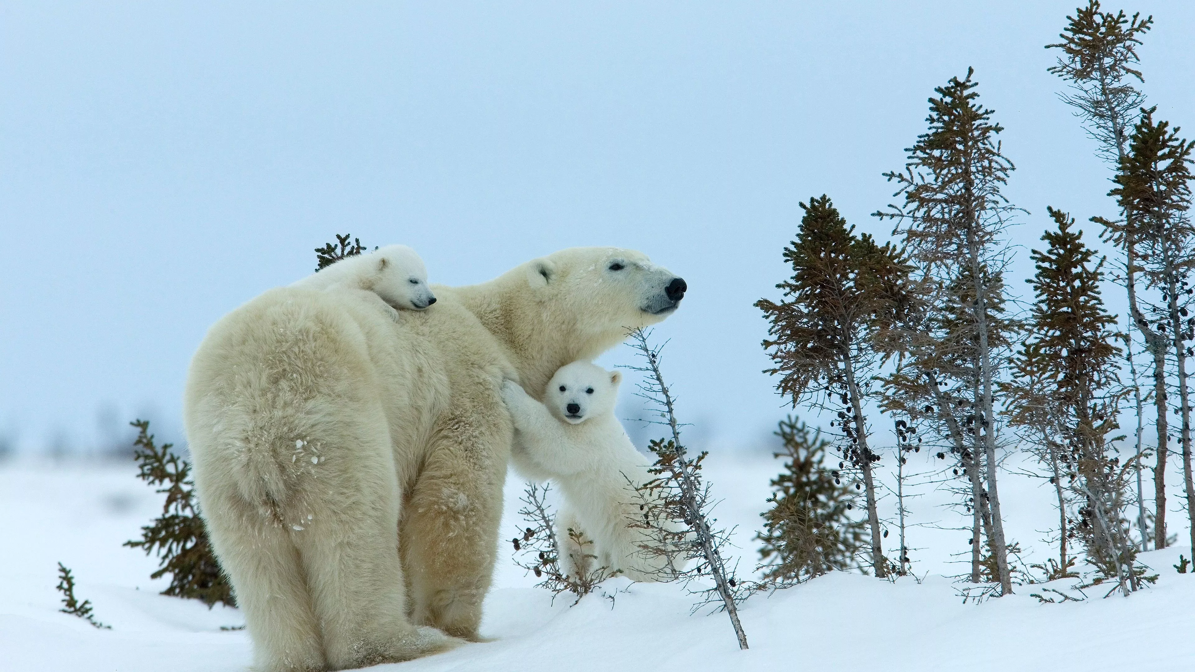 artic polar bear with cub snow field