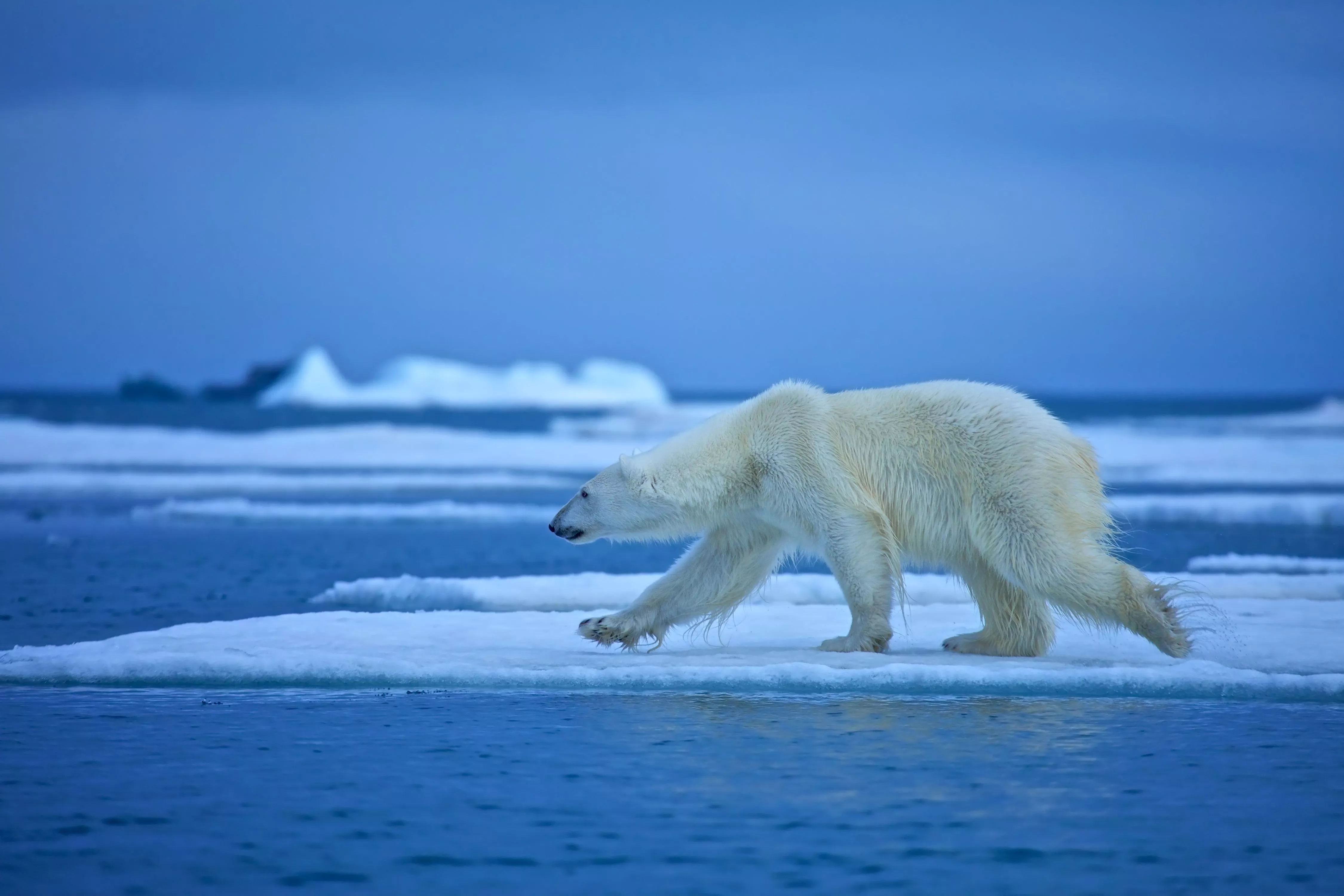 Animal Polar Bear 4k Ultra HD Wallpaper