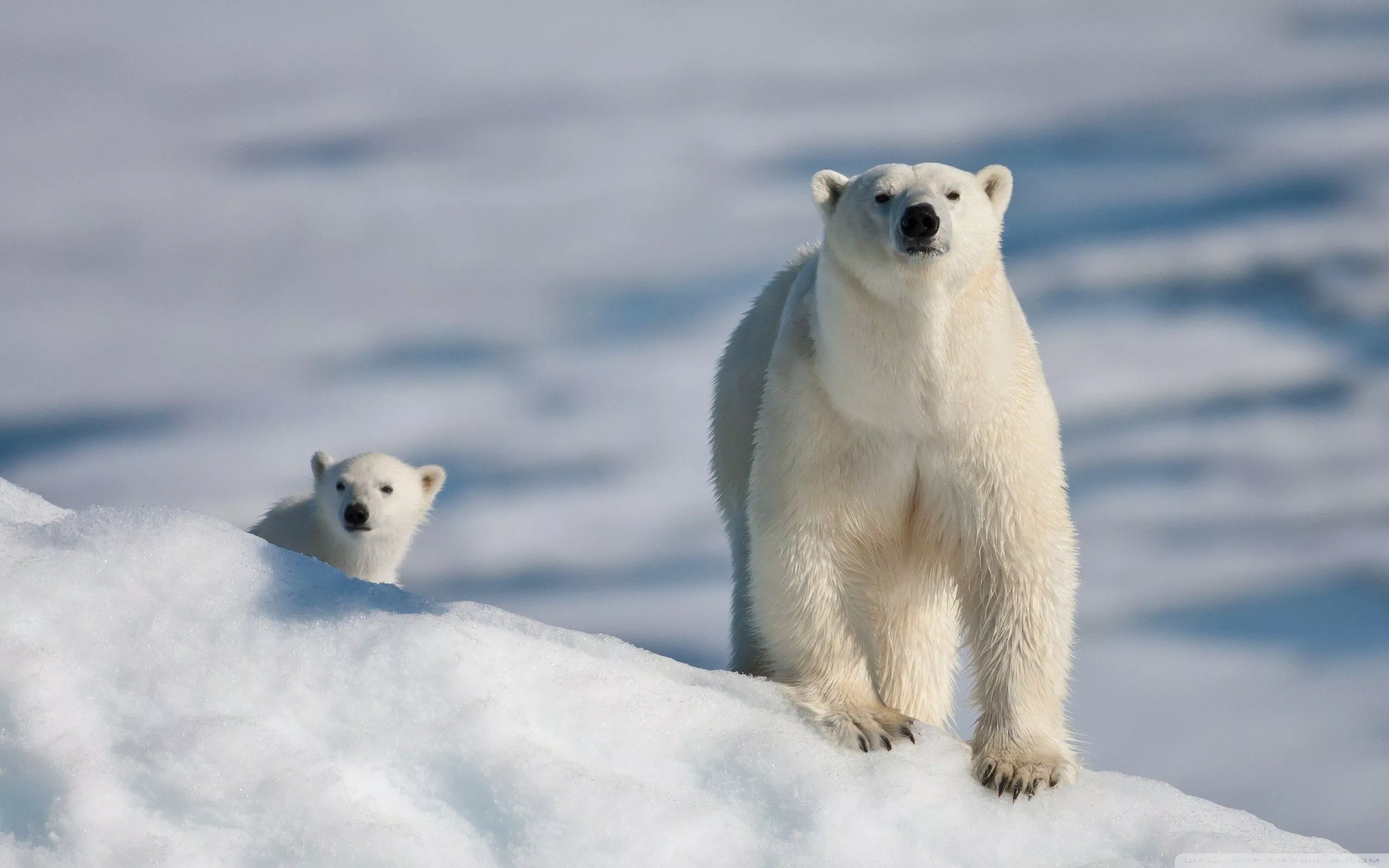 Polar Bear and Baby Ultra HD Wallpaper