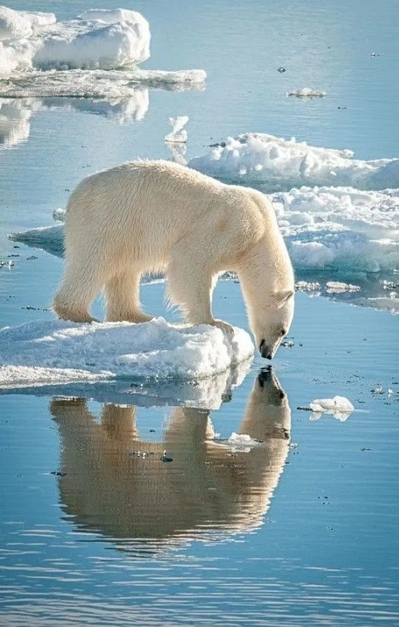 Polar bear, HD phone wallpaper