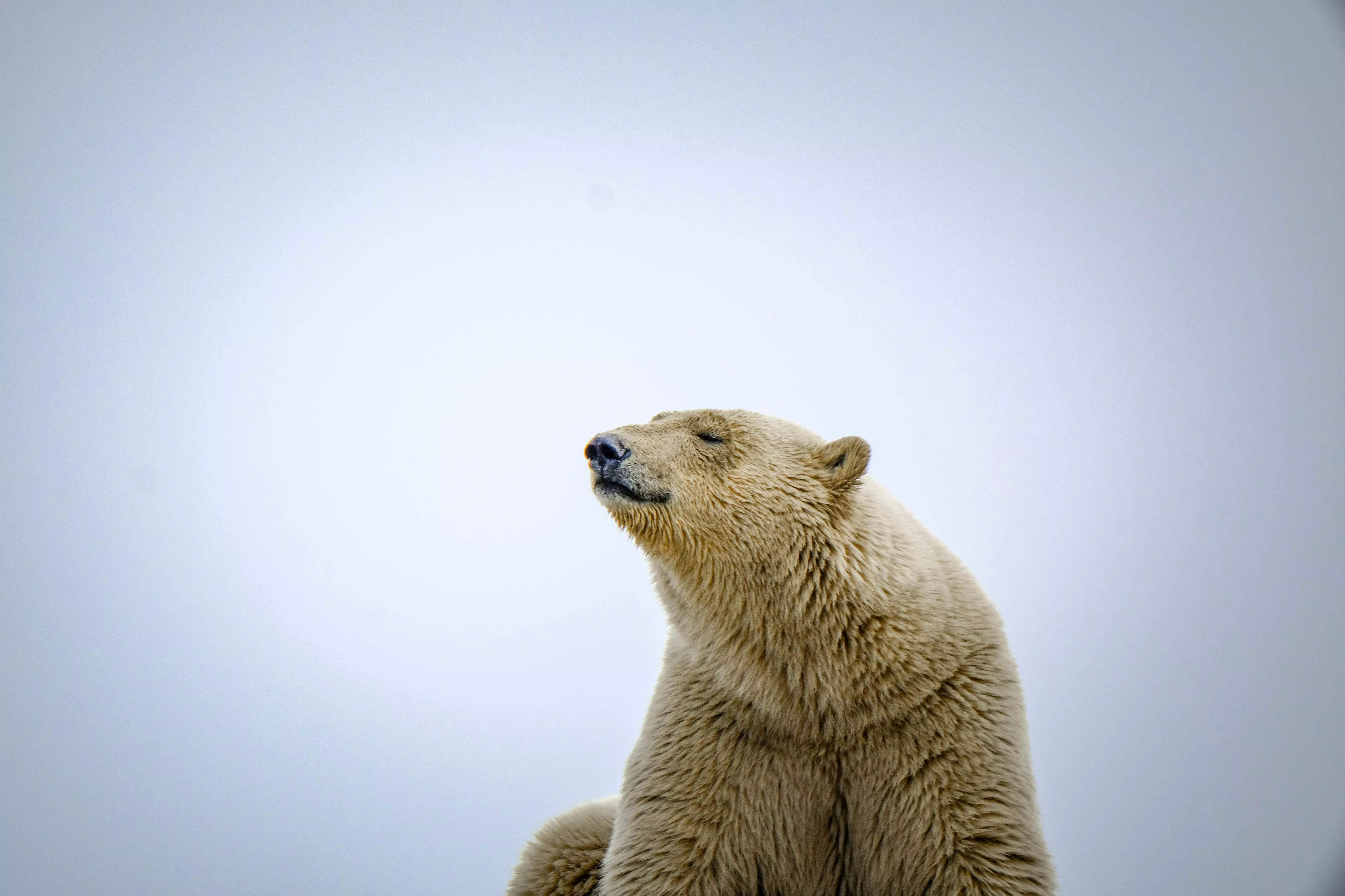Close Up Photo of Polar Bear with its