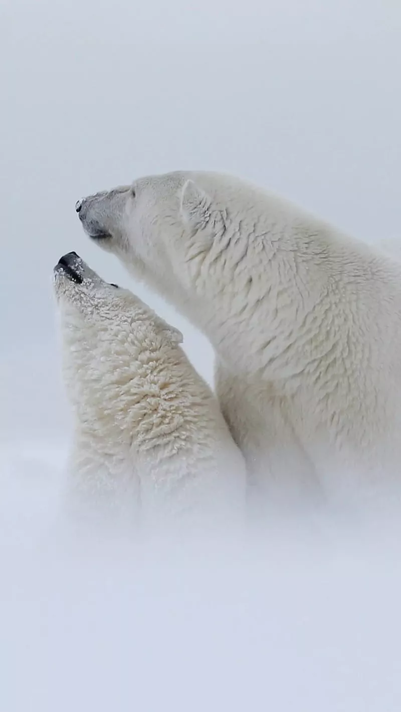 Polar bears, bear, winter, infinix