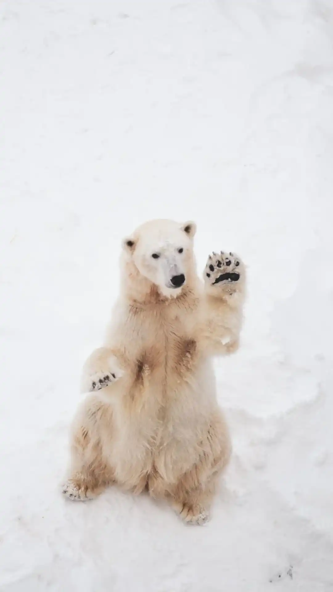 Polar Bear Wallpaper