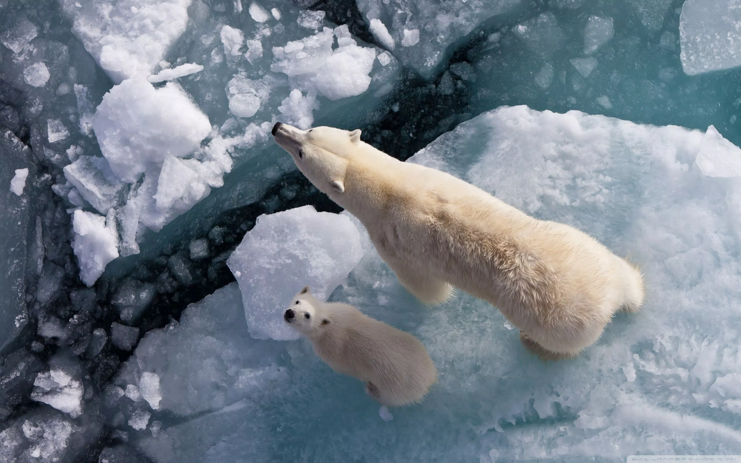 Polar Bear And Global Warming Ultra HD