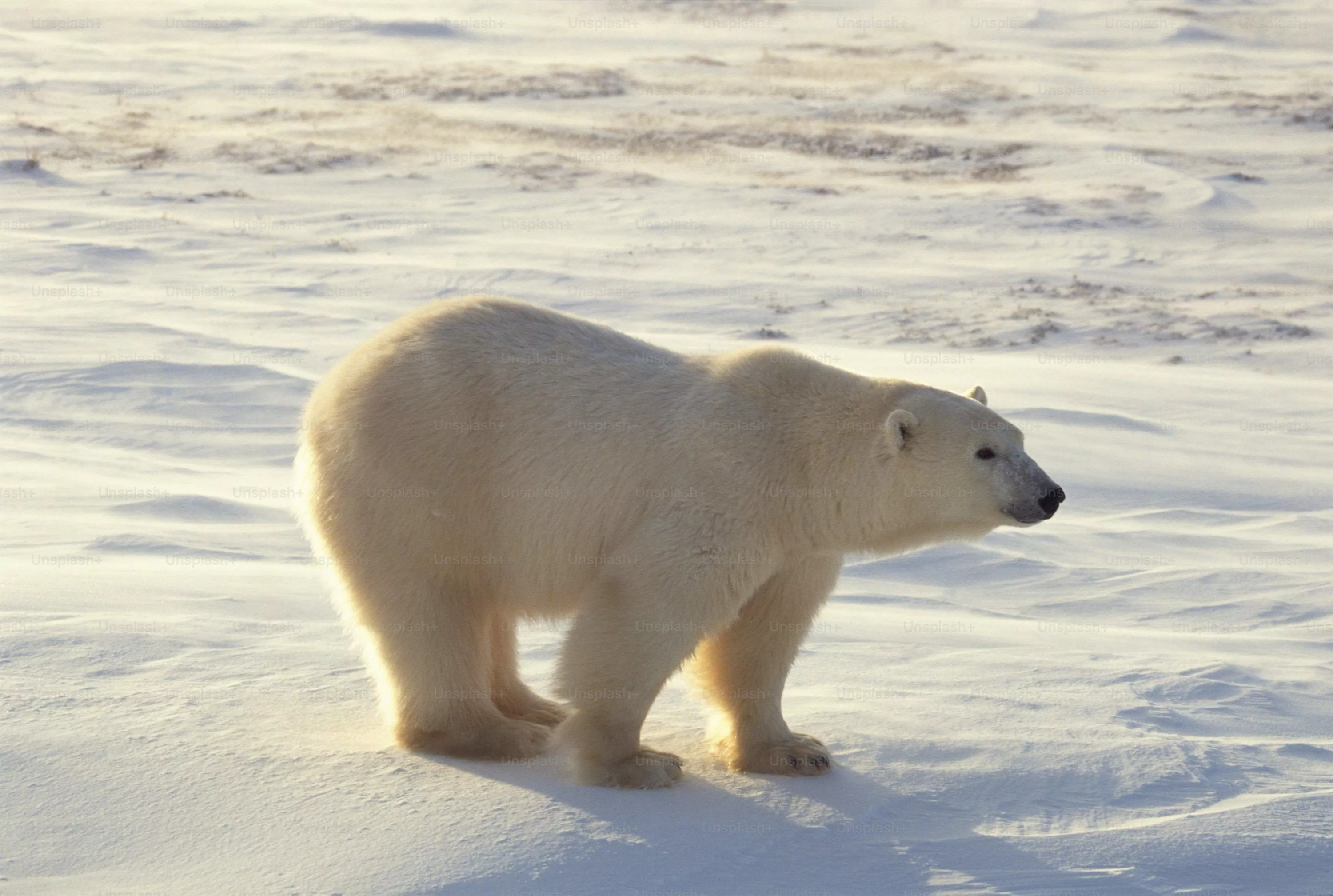 Polar Bear Picture. Download