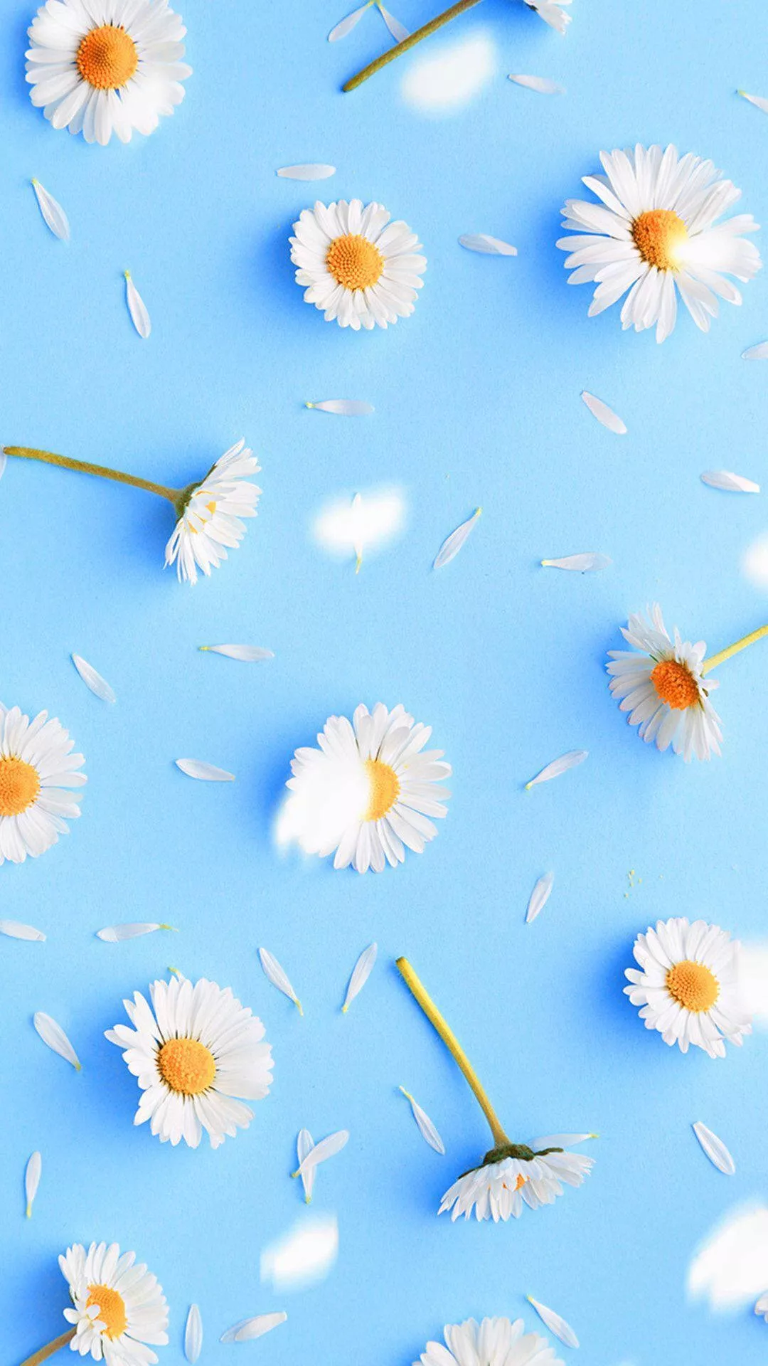 Daisy iPhone On Pastel Blue Surface