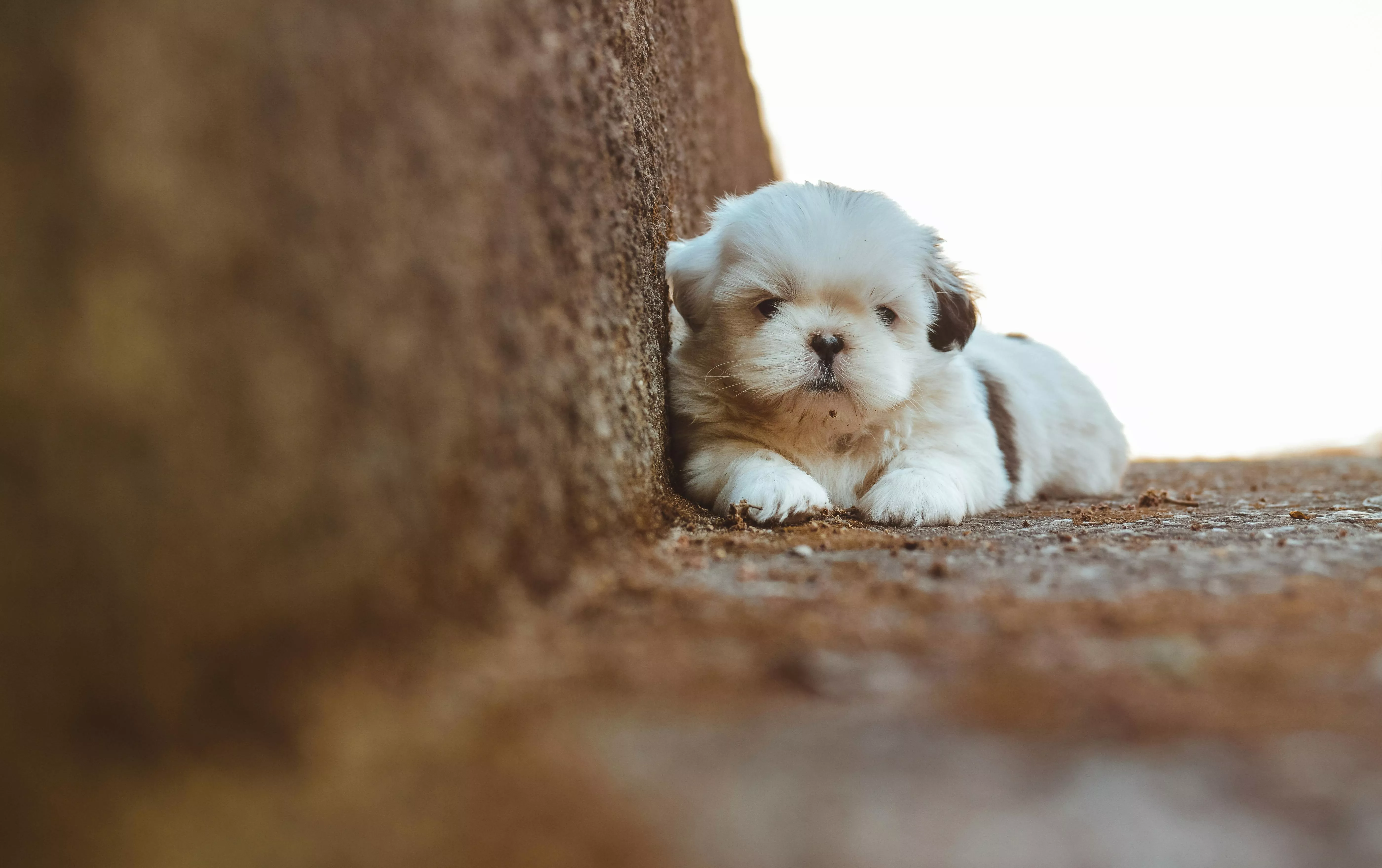 Shih Tzu Photo, Download The BEST Free