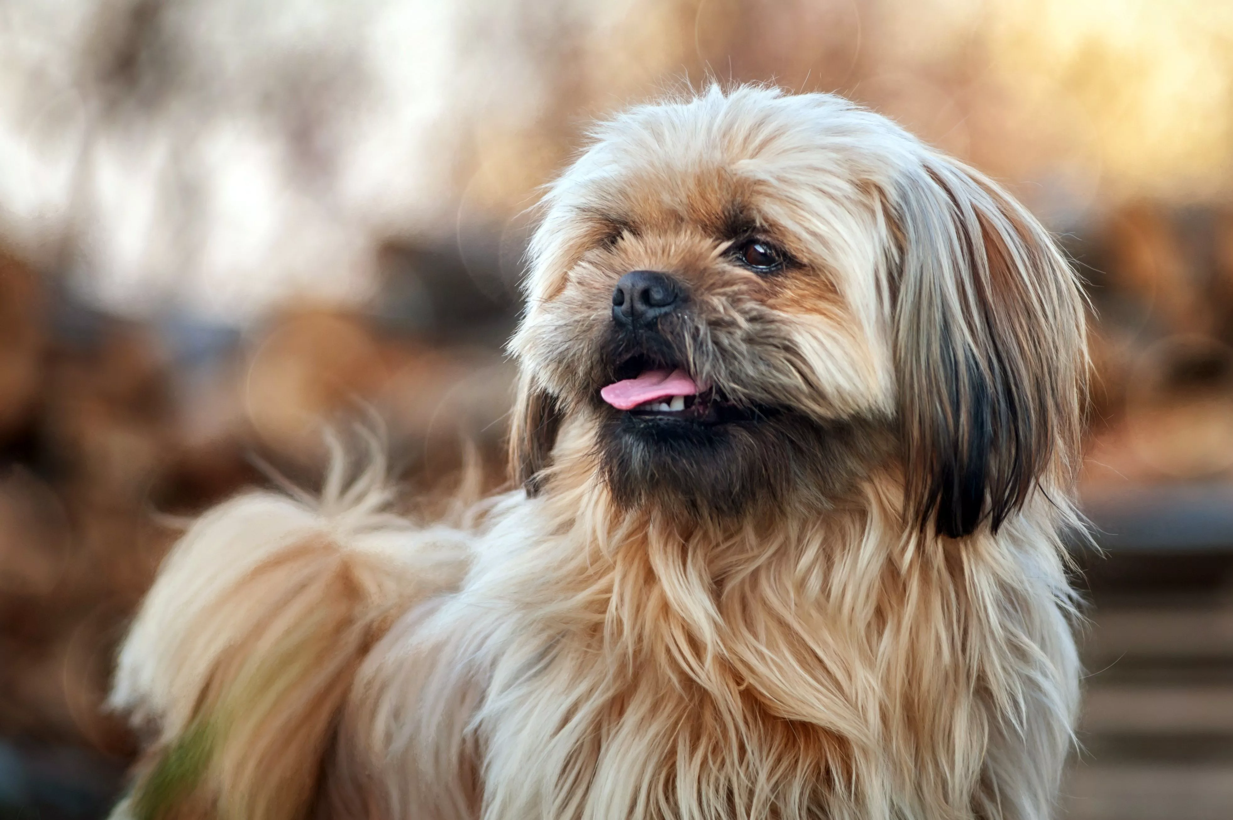 Animal Shih Tzu 4k Ultra HD Wallpaper