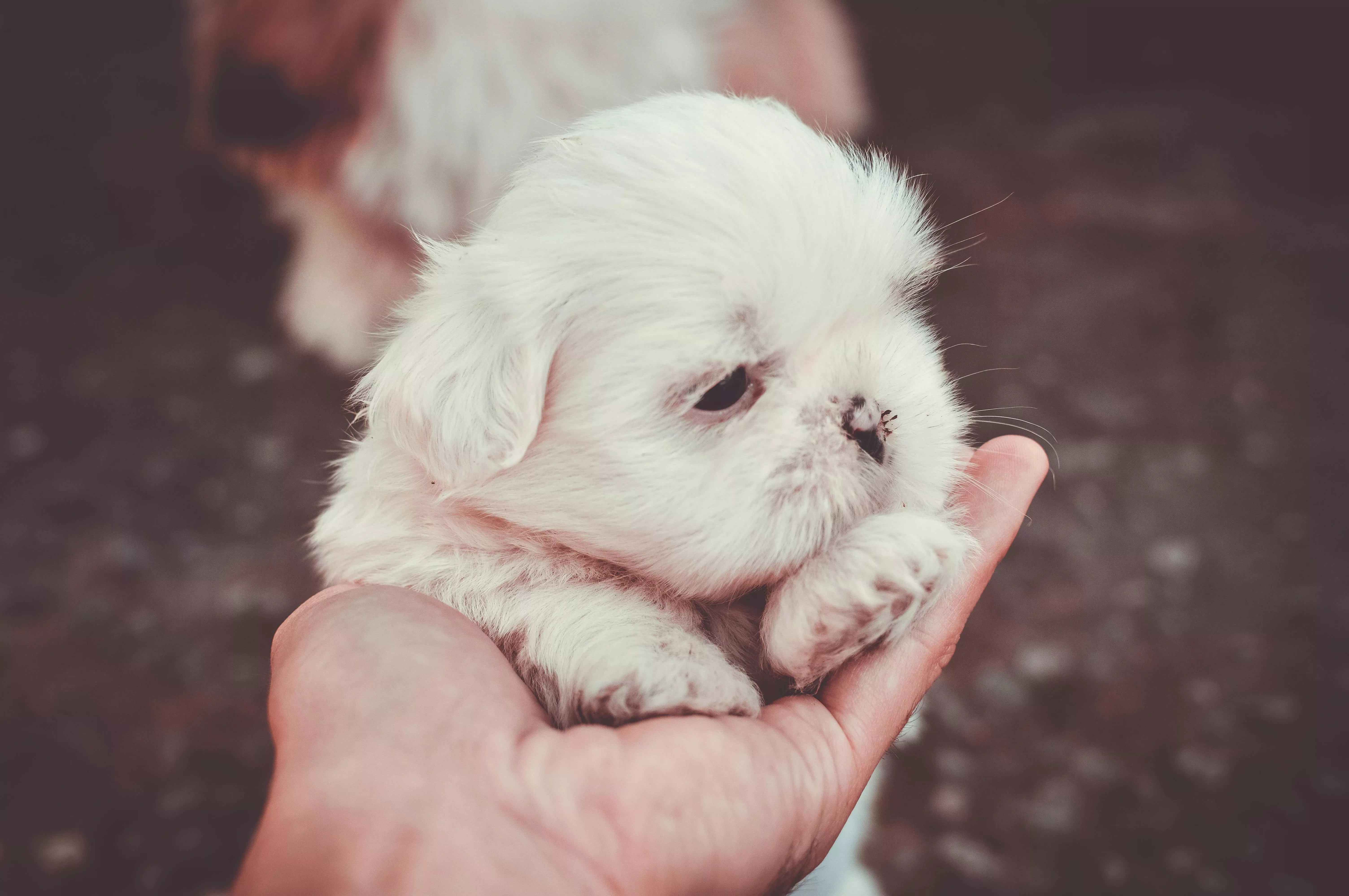 Shih Tzu Photo, Download The BEST Free