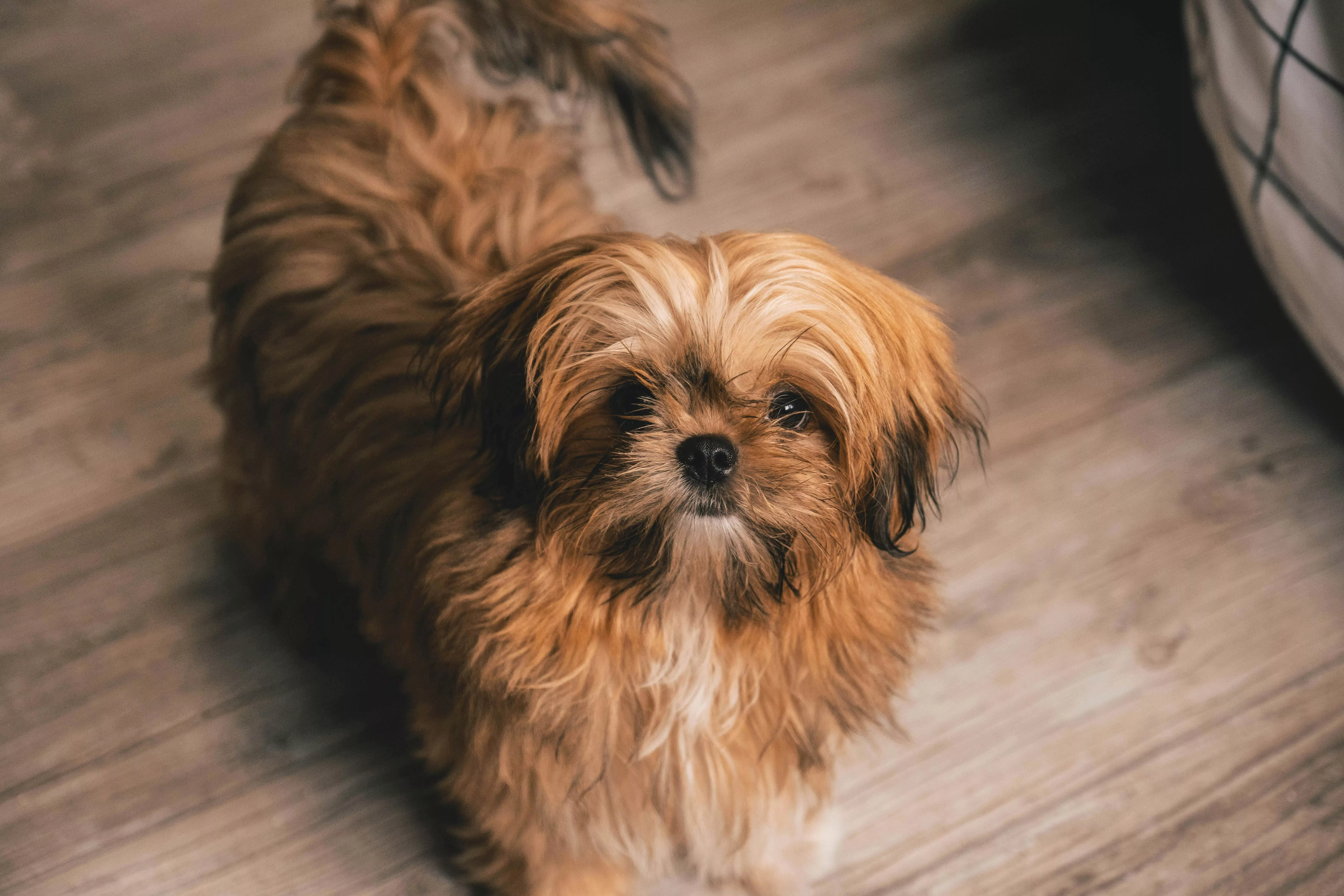 Brown Shih Tzu Puppy · Free