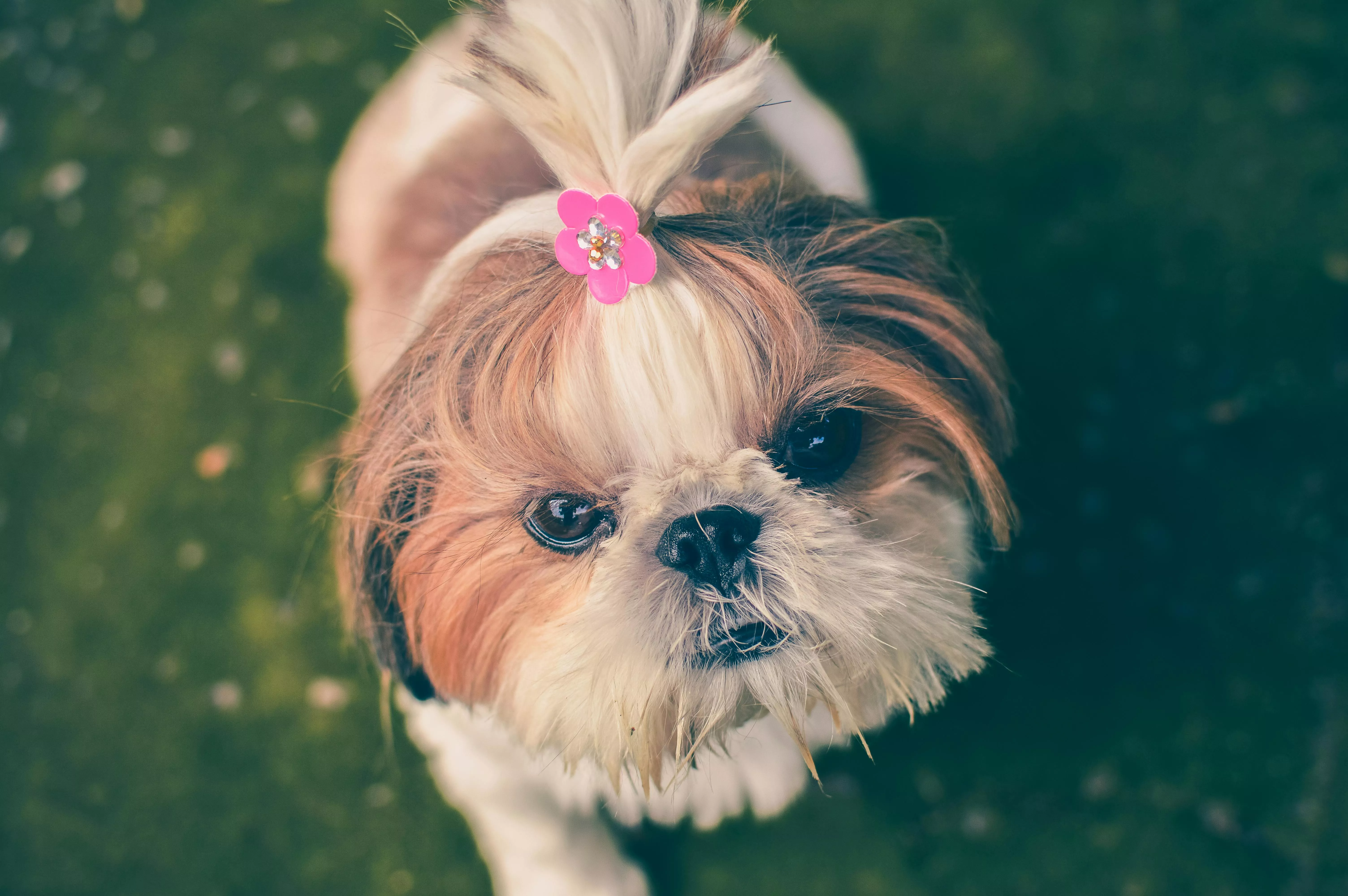 Shih Tzu Photo, Download The BEST Free
