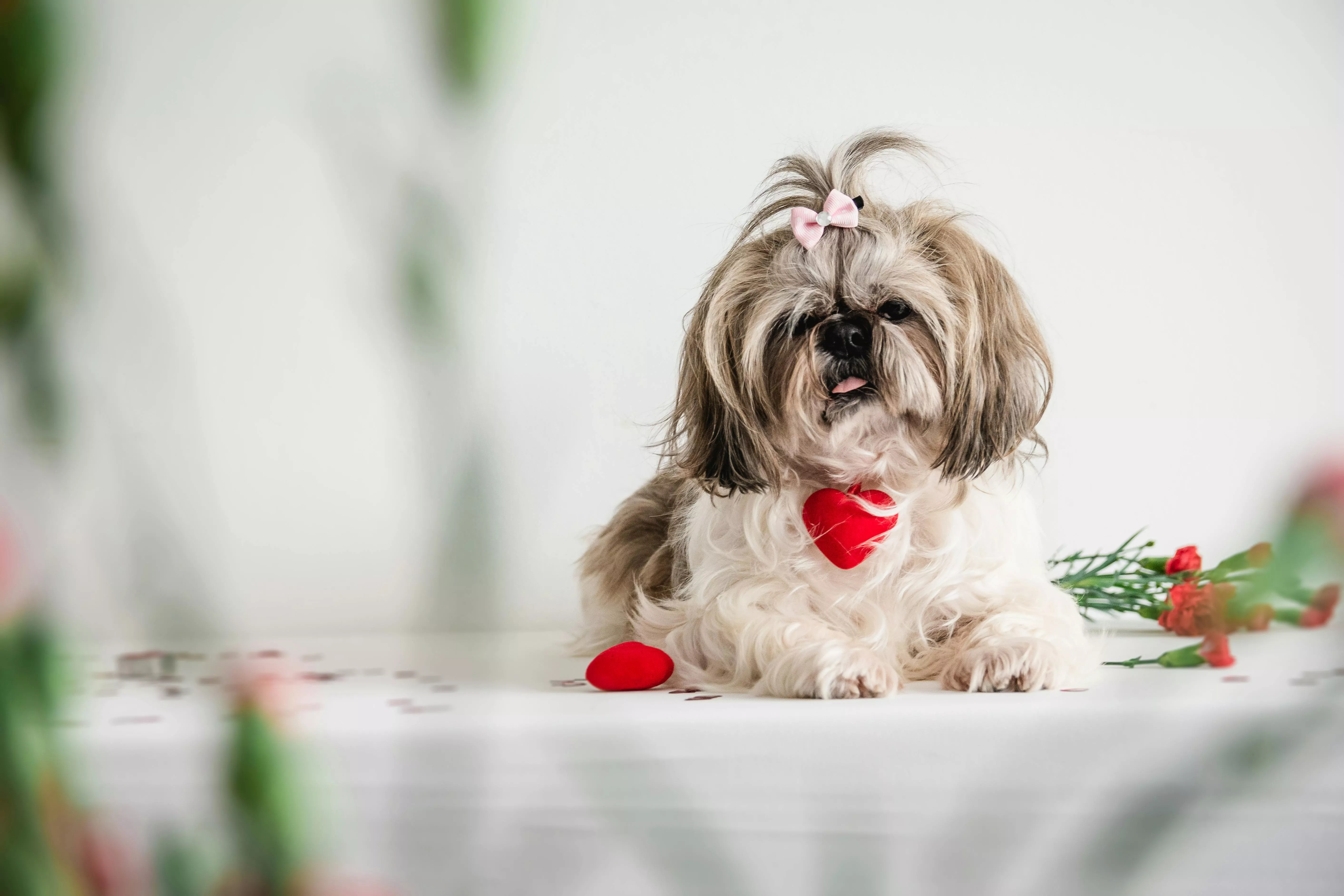 White and Brown Shih Tzu Sitting on