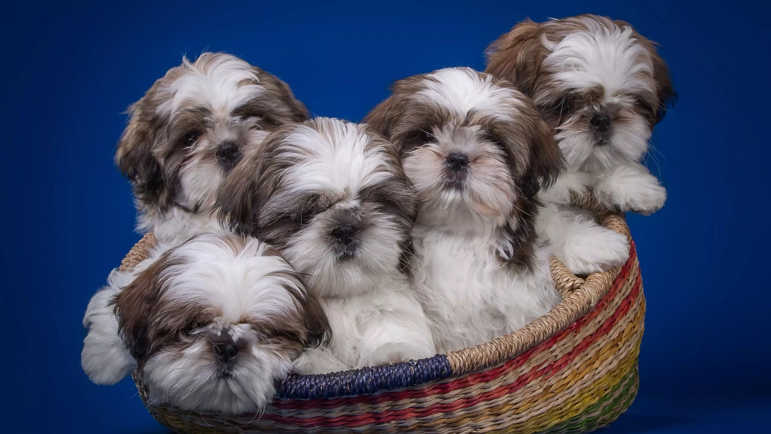 Shih Tzu Puupy Dogs Inside Bamboo