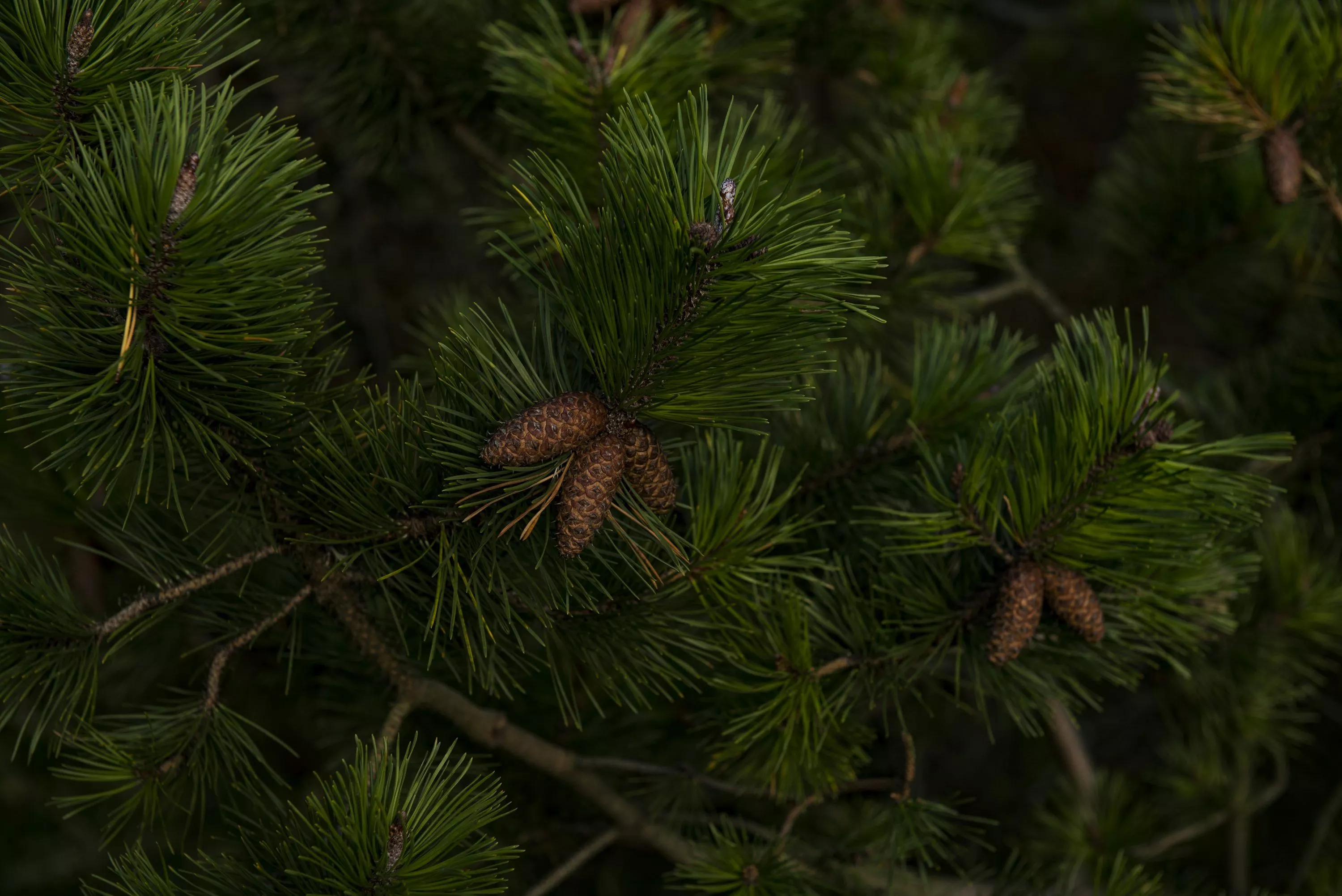 Green Christmas tree with pinecones