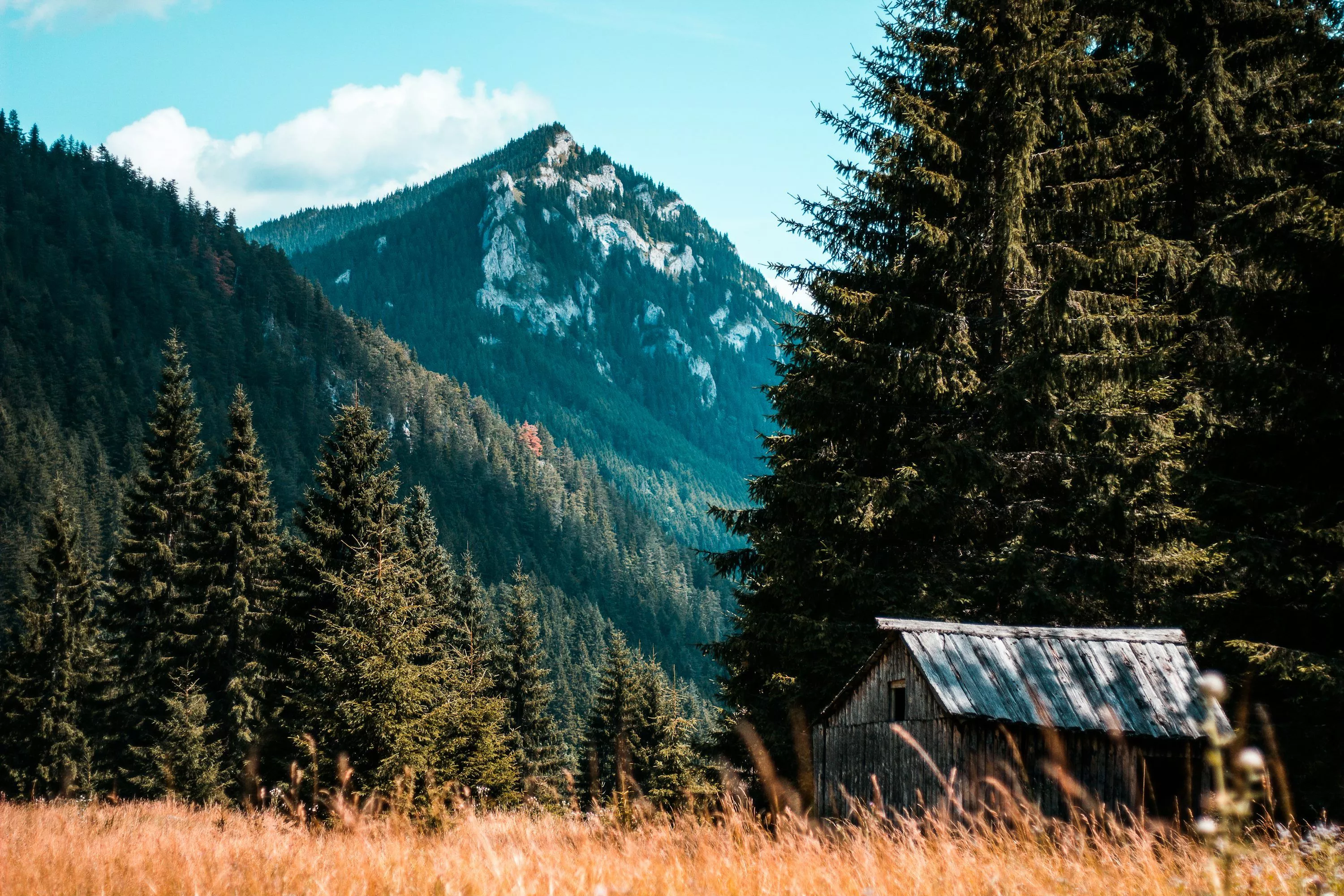 Forest House Picture. Download Free