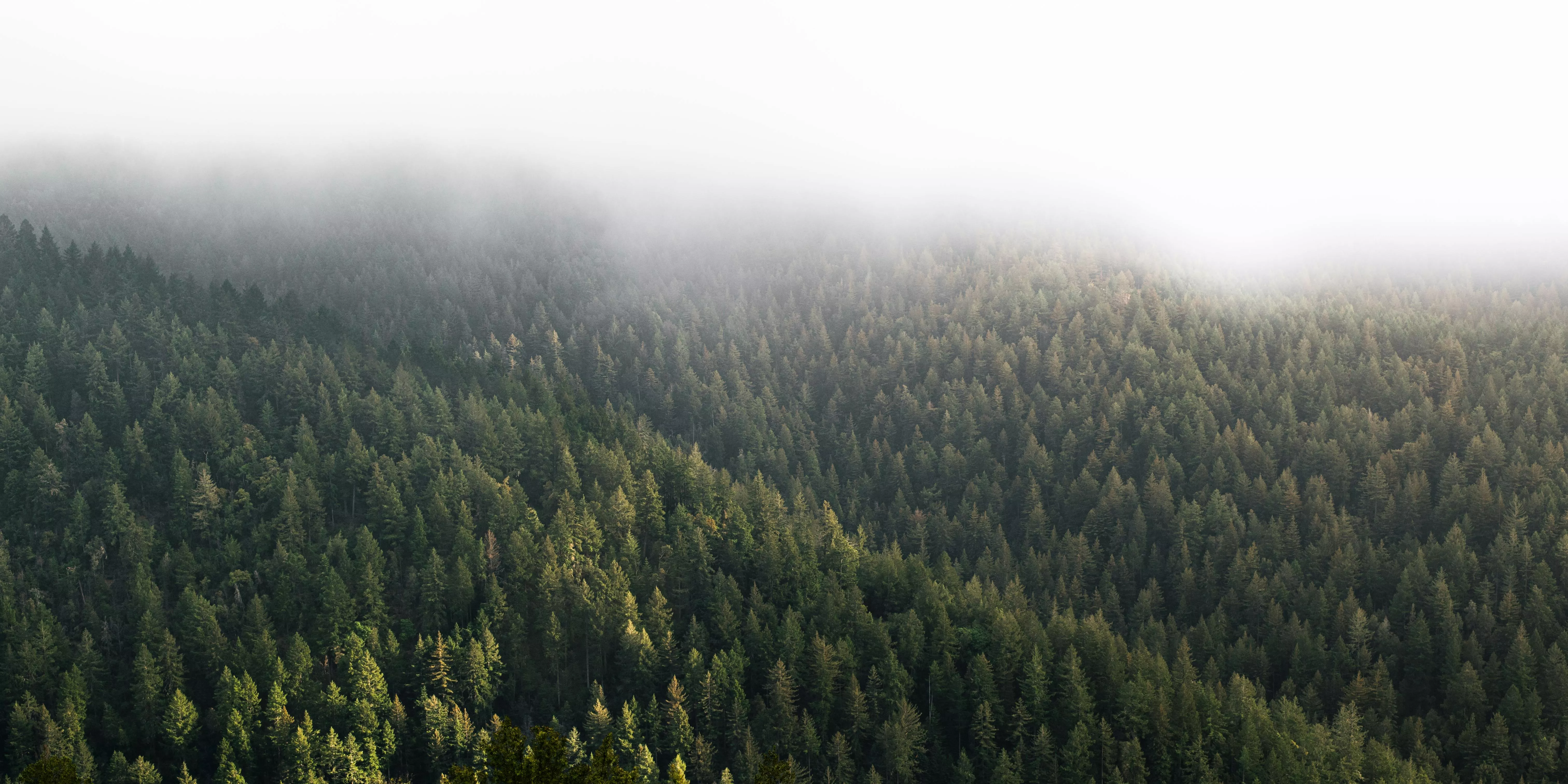 Pine Forest Covered by Mist · Free