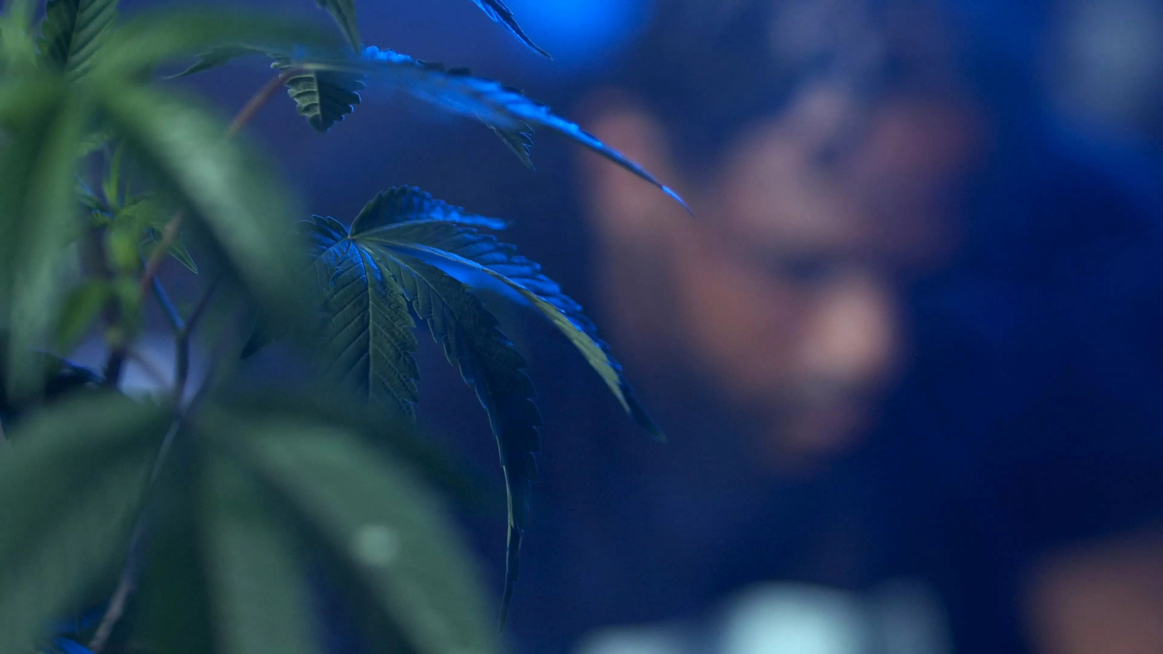 A Cannabis Plant with a Person on