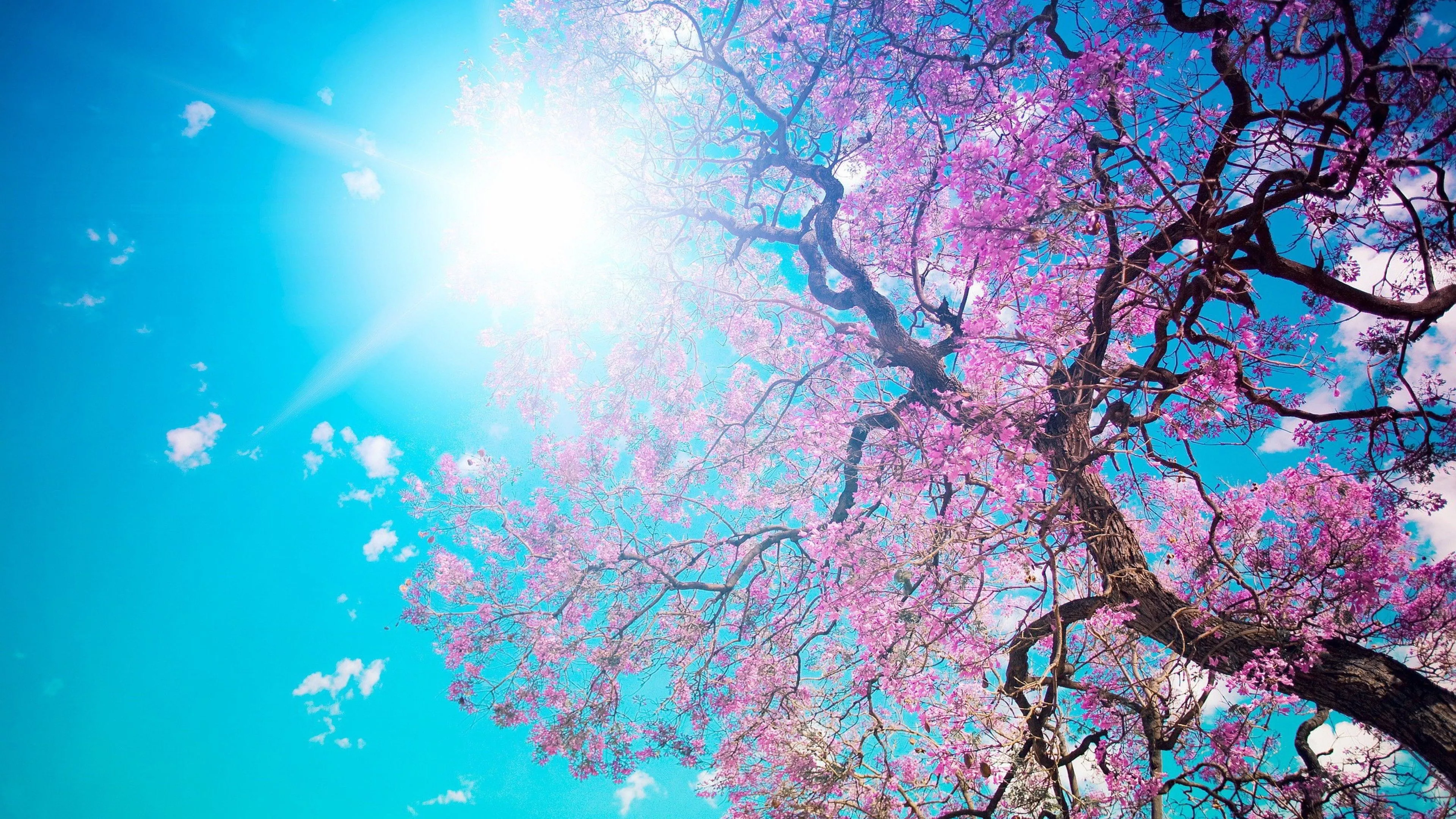 Cherry Blossom Tree Under Blue Sky Sunbeam 4K HD Nature Wallpaper