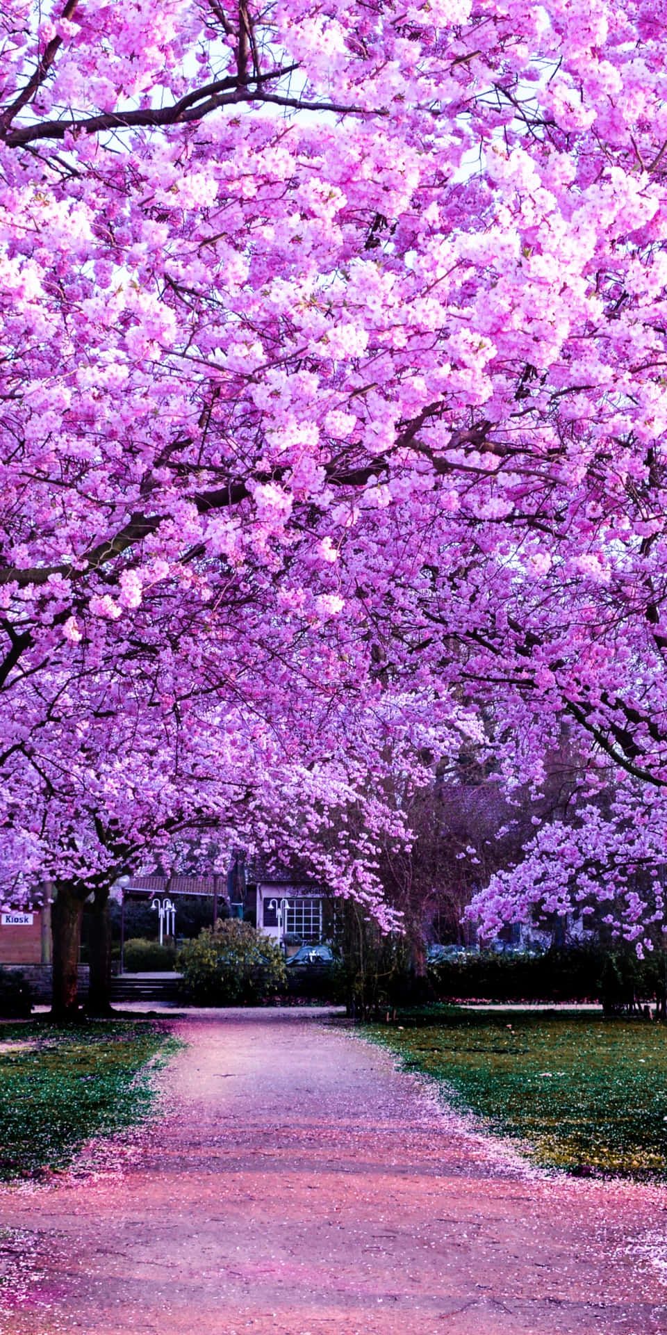 Download Cherry Blossom Background