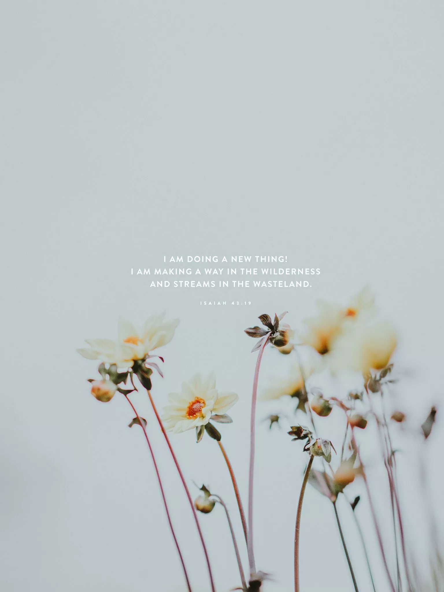 January Wallpaper: Phone, Tablet